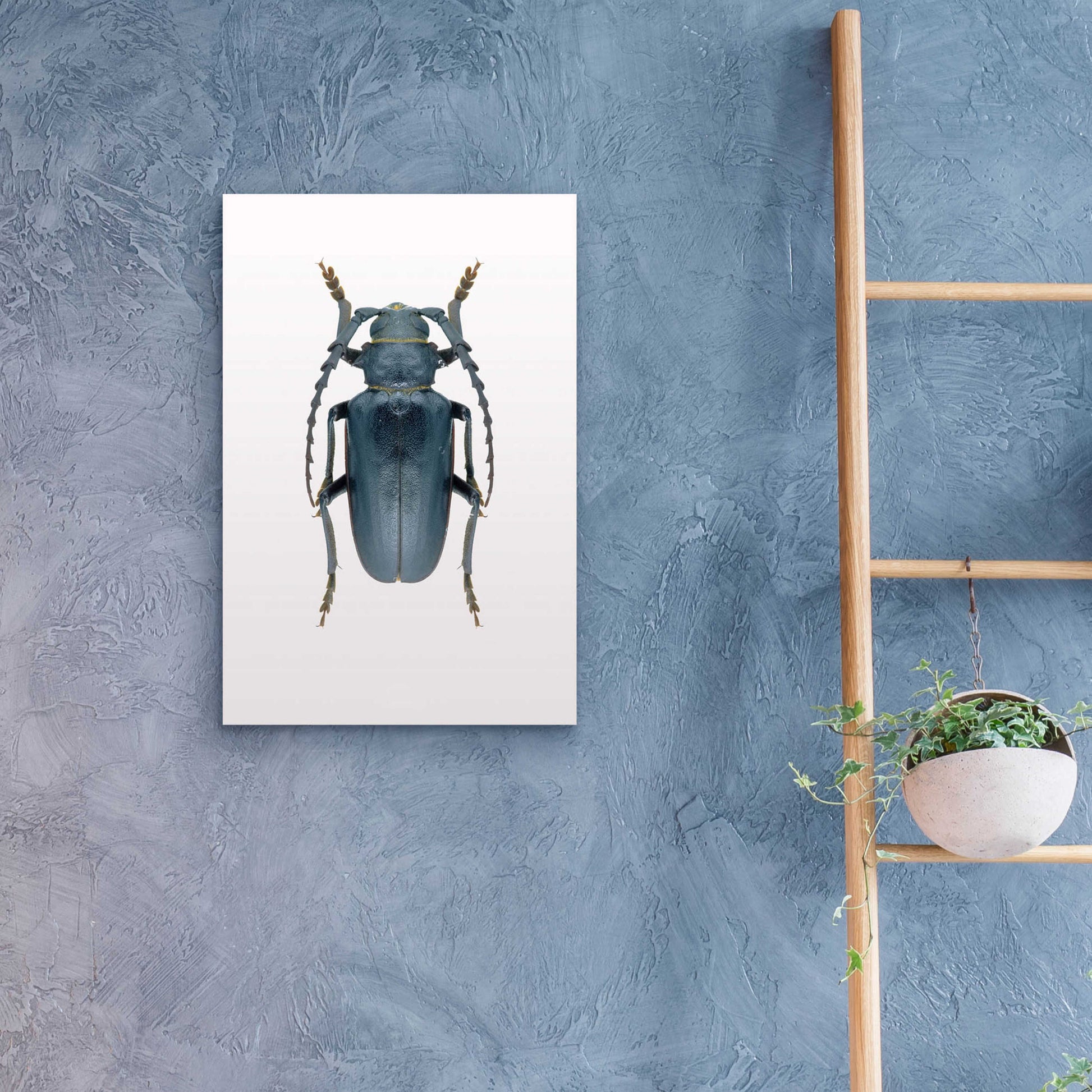 Epic Art 'Beetle 3' by Design Fabrikken, Acrylic Glass Wall Art,16x24