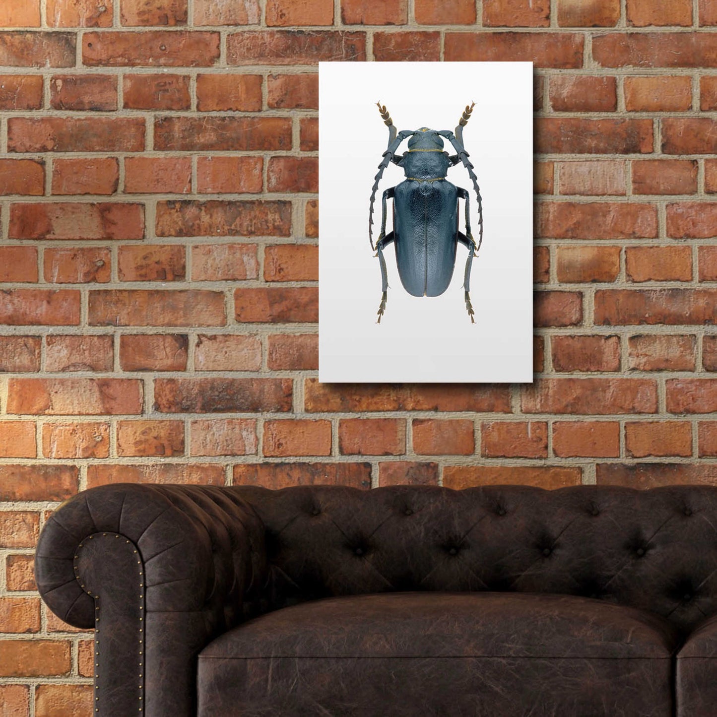 Epic Art 'Beetle 3' by Design Fabrikken, Acrylic Glass Wall Art,16x24