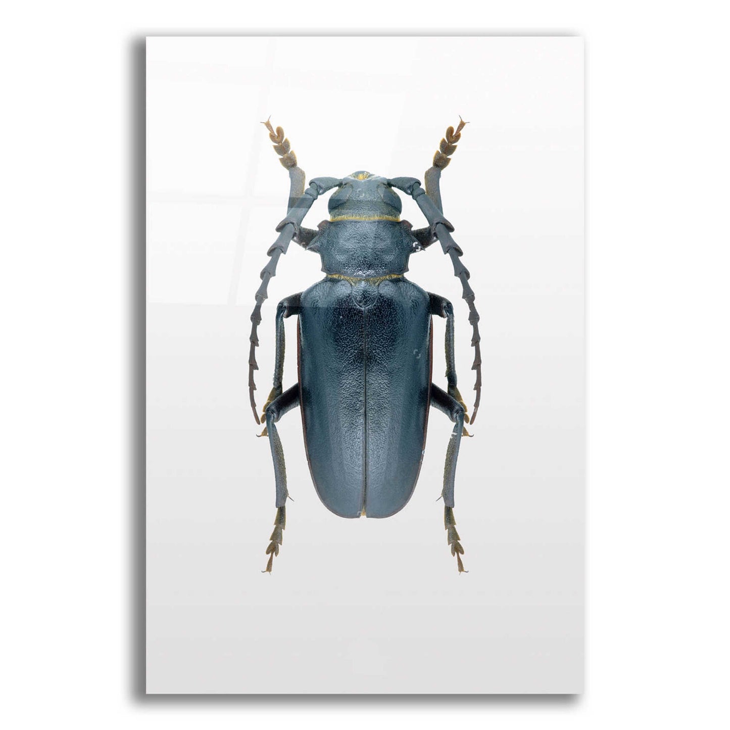 Epic Art 'Beetle 3' by Design Fabrikken, Acrylic Glass Wall Art,16x24