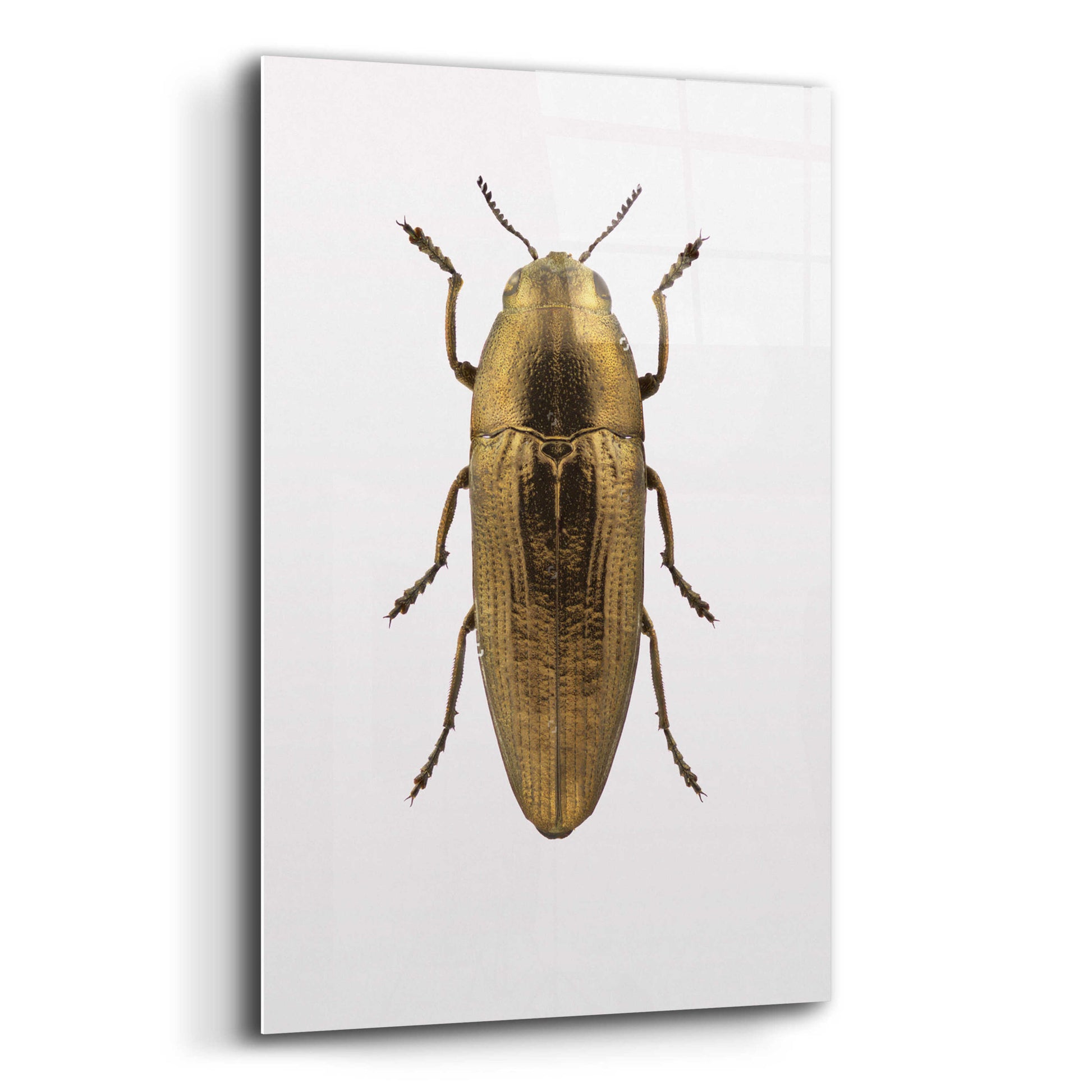 Epic Art 'Beetle 4' by Design Fabrikken, Acrylic Glass Wall Art,12x16