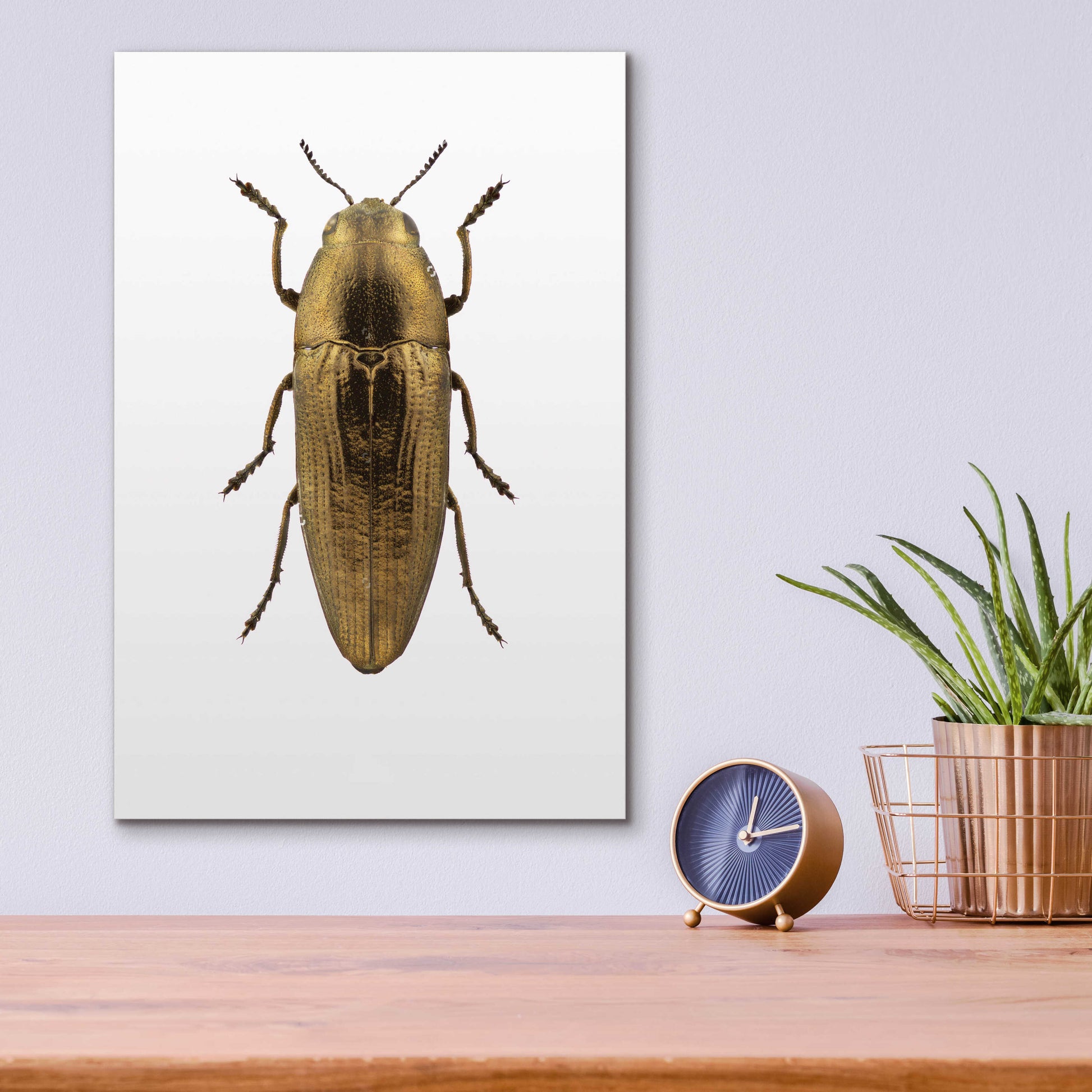 Epic Art 'Beetle 4' by Design Fabrikken, Acrylic Glass Wall Art,12x16