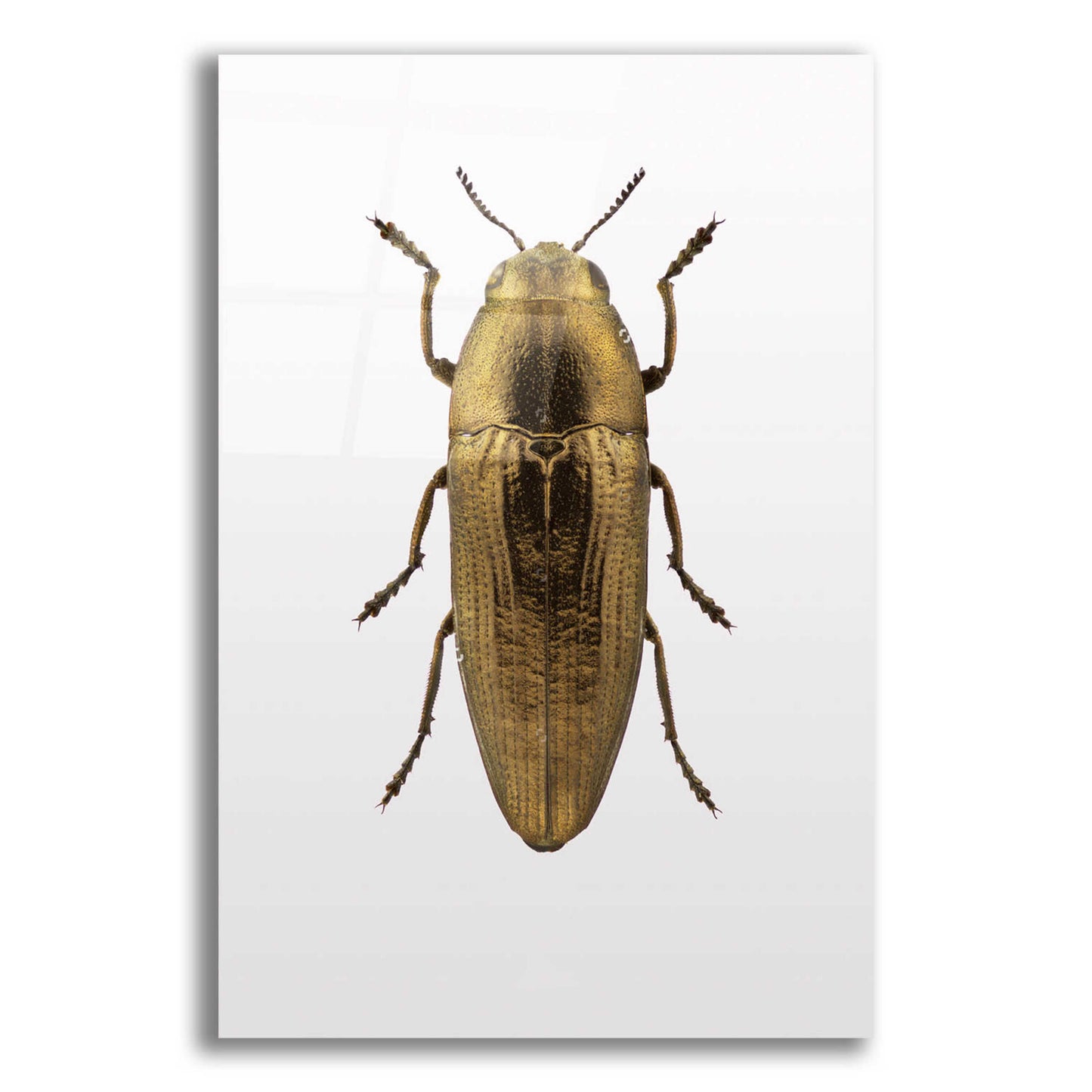 Epic Art 'Beetle 4' by Design Fabrikken, Acrylic Glass Wall Art,12x16