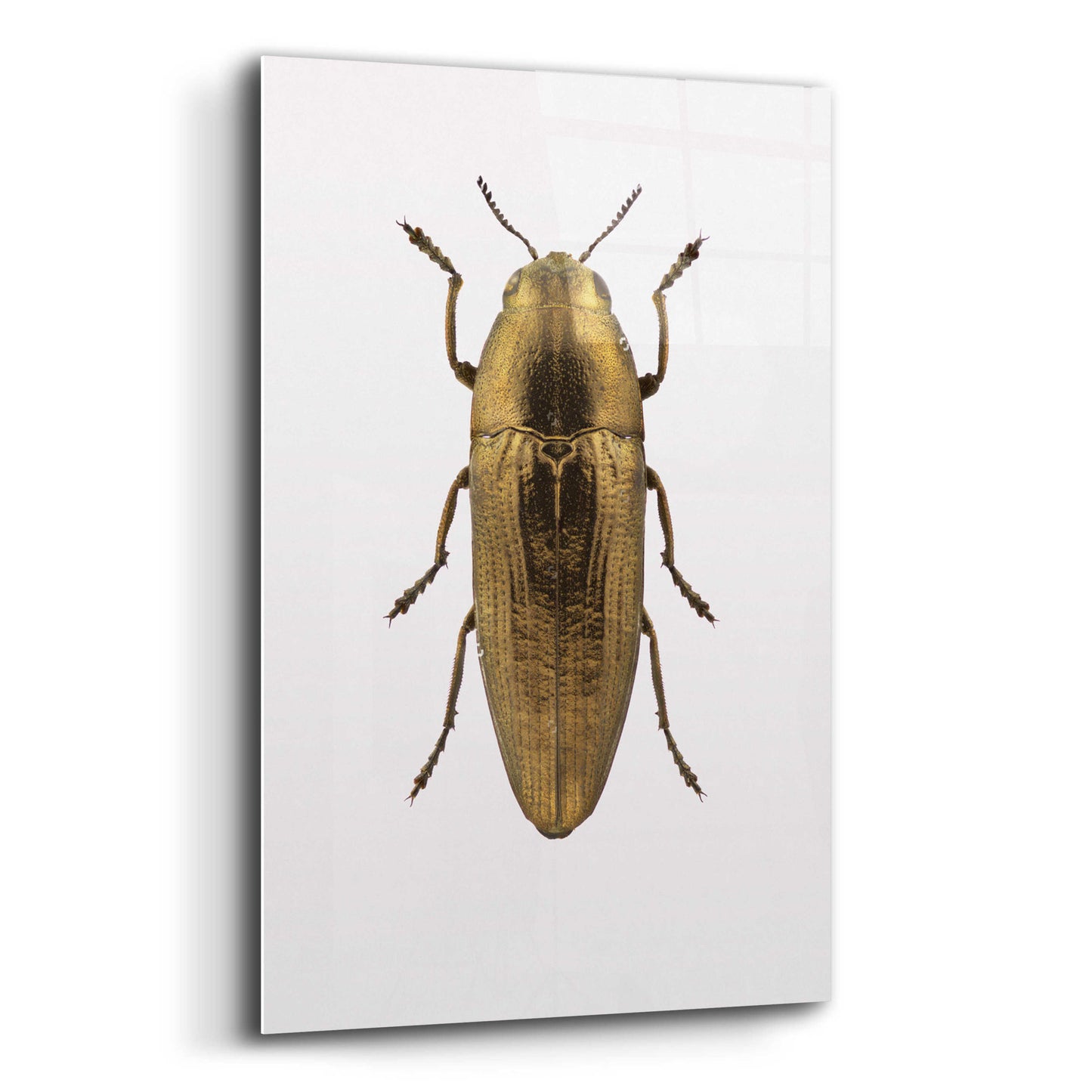 Epic Art 'Beetle 4' by Design Fabrikken, Acrylic Glass Wall Art,16x24