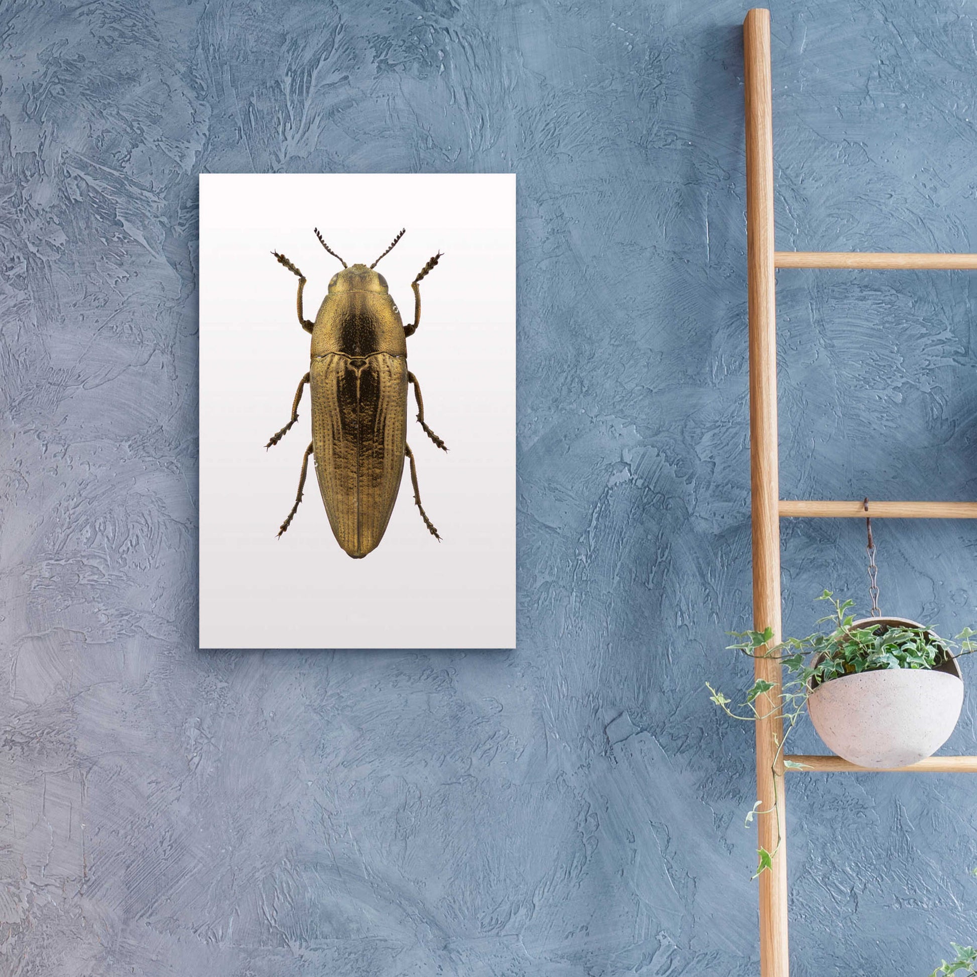 Epic Art 'Beetle 4' by Design Fabrikken, Acrylic Glass Wall Art,16x24