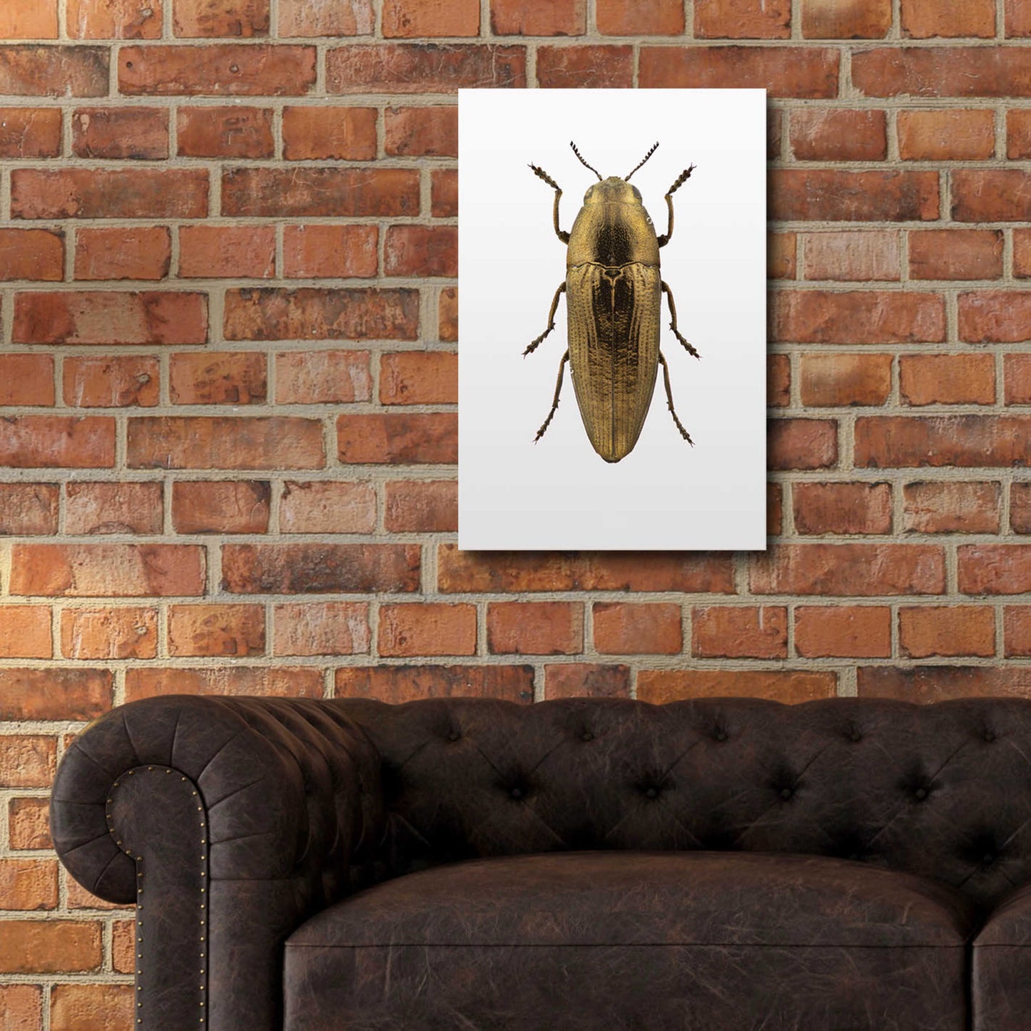 Epic Art 'Beetle 4' by Design Fabrikken, Acrylic Glass Wall Art,16x24