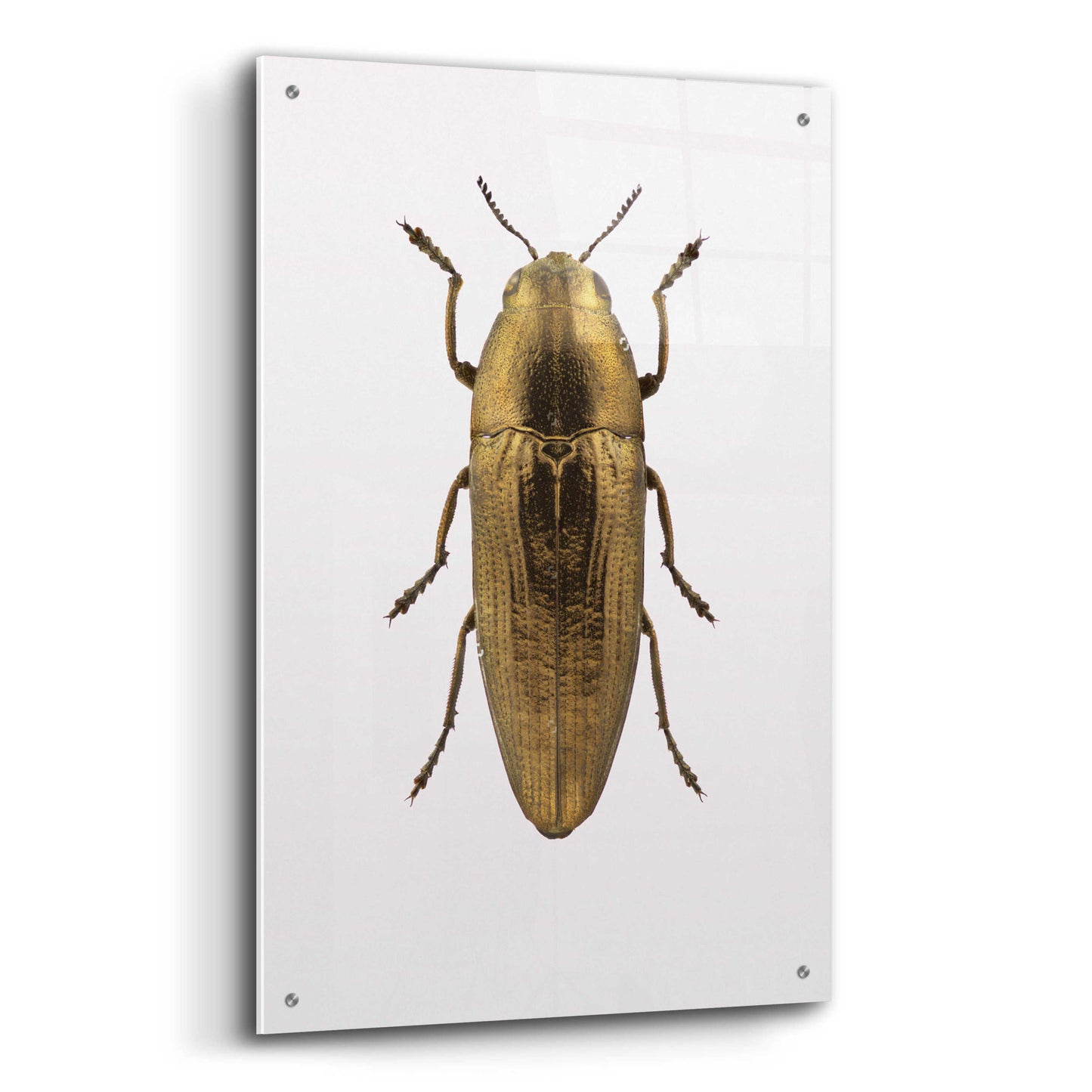 Epic Art 'Beetle 4' by Design Fabrikken, Acrylic Glass Wall Art,24x36