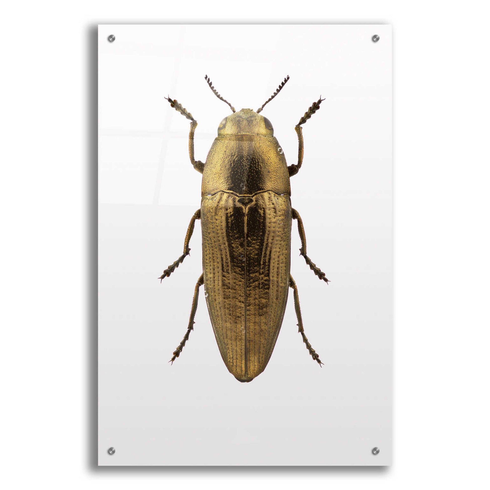 Epic Art 'Beetle 4' by Design Fabrikken, Acrylic Glass Wall Art,24x36