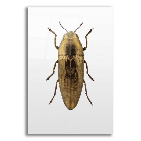 Epic Art 'Beetle 4' by Design Fabrikken, Acrylic Glass Wall Art