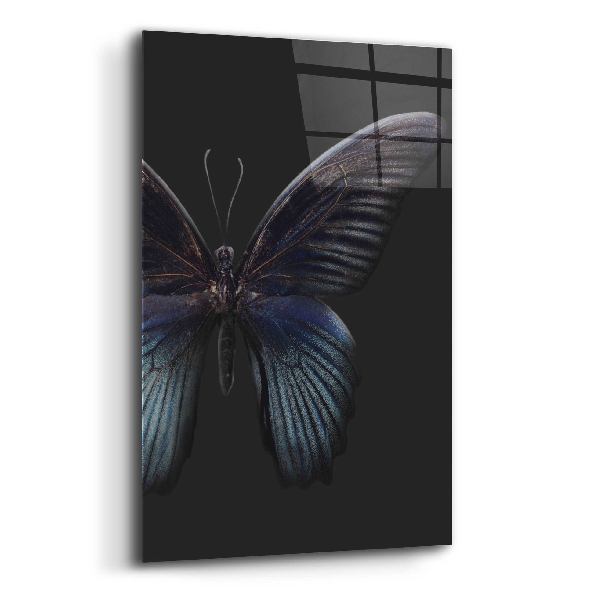 Epic Art 'Black Butterfly on Grey' by Design Fabrikken, Acrylic Glass Wall Art,12x16