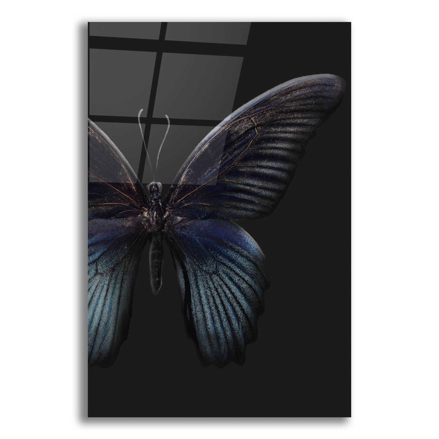 Epic Art 'Black Butterfly on Grey' by Design Fabrikken, Acrylic Glass Wall Art,12x16