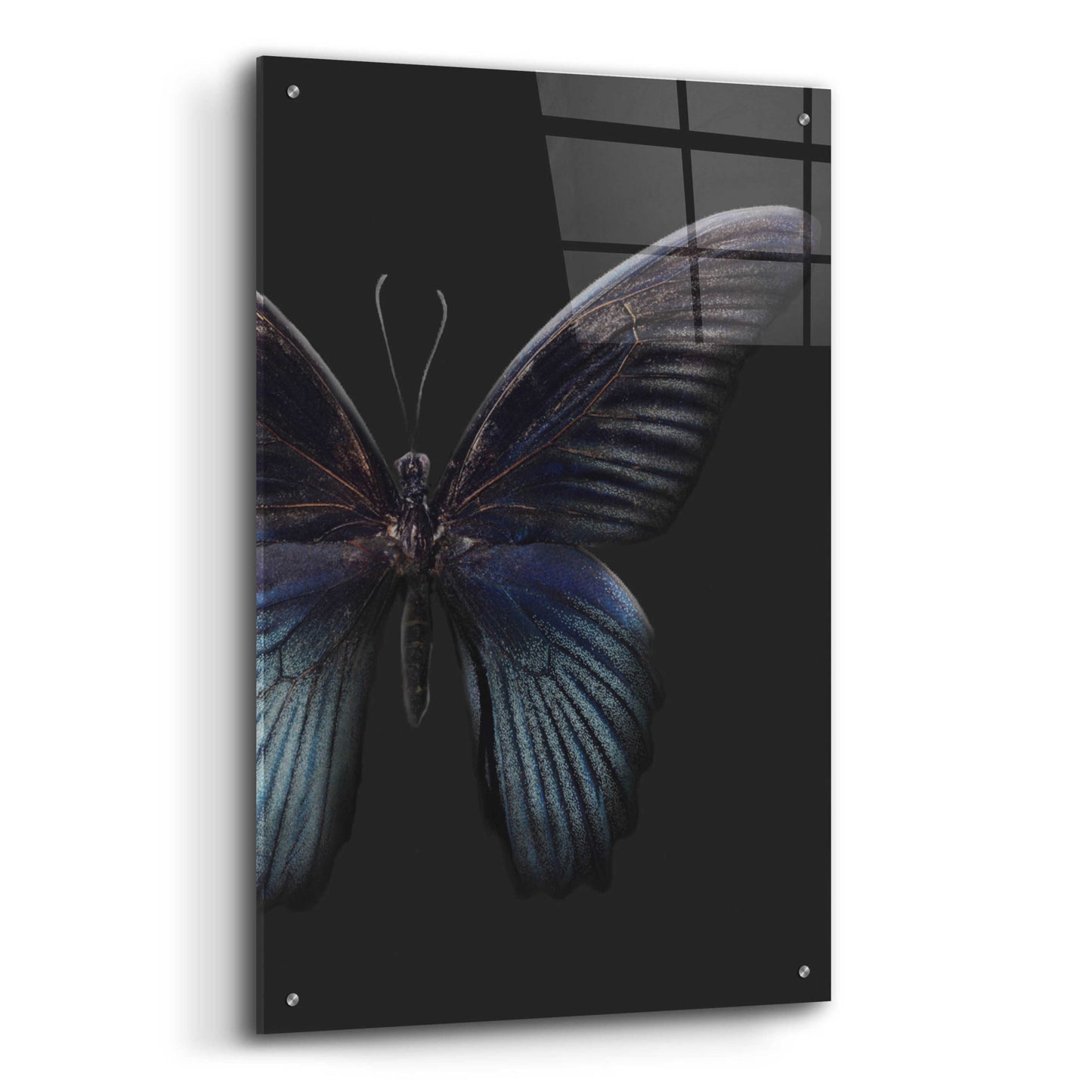 Epic Art 'Black Butterfly on Grey' by Design Fabrikken, Acrylic Glass Wall Art,24x36