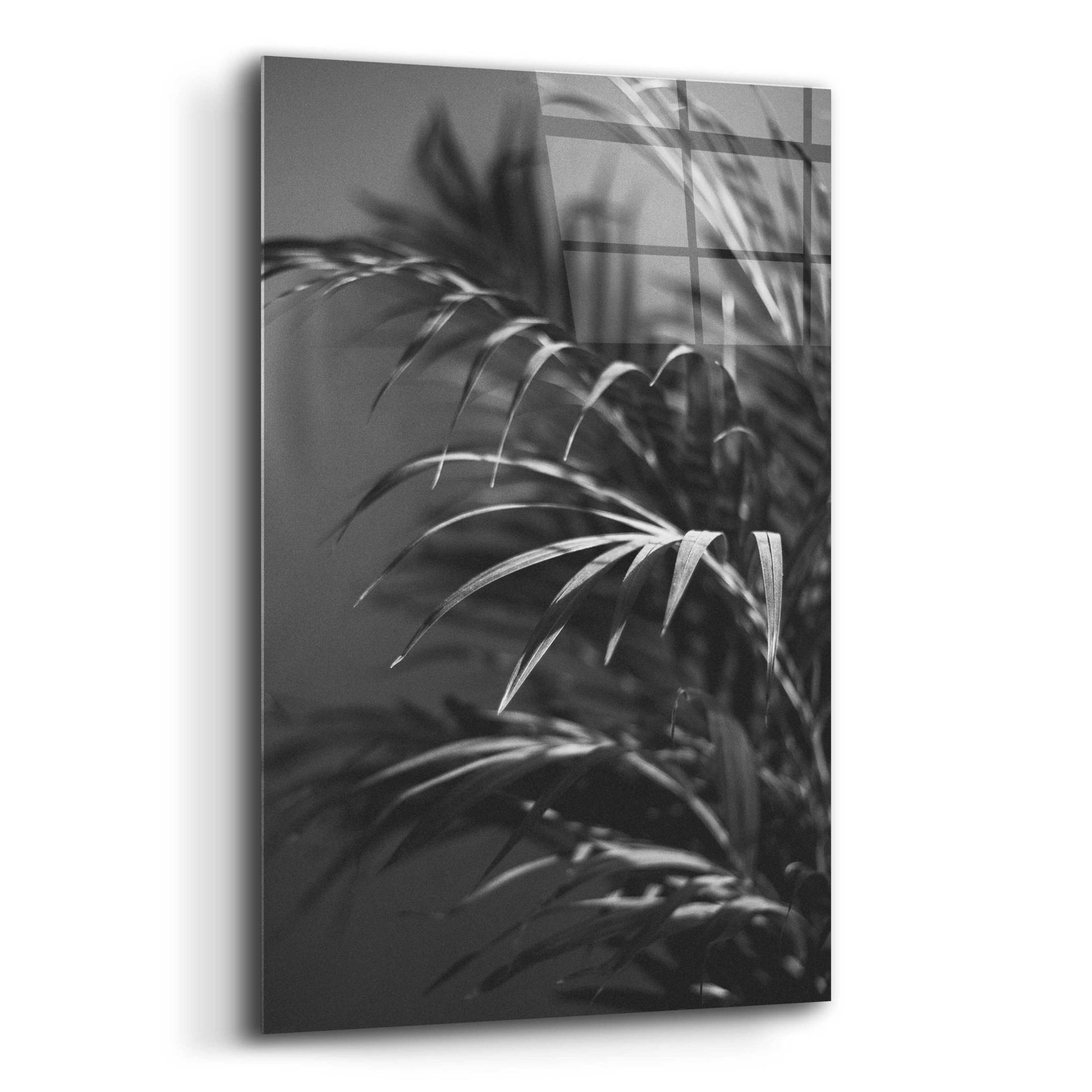 Epic Art 'Black Plant' by Design Fabrikken, Acrylic Glass Wall Art,12x16