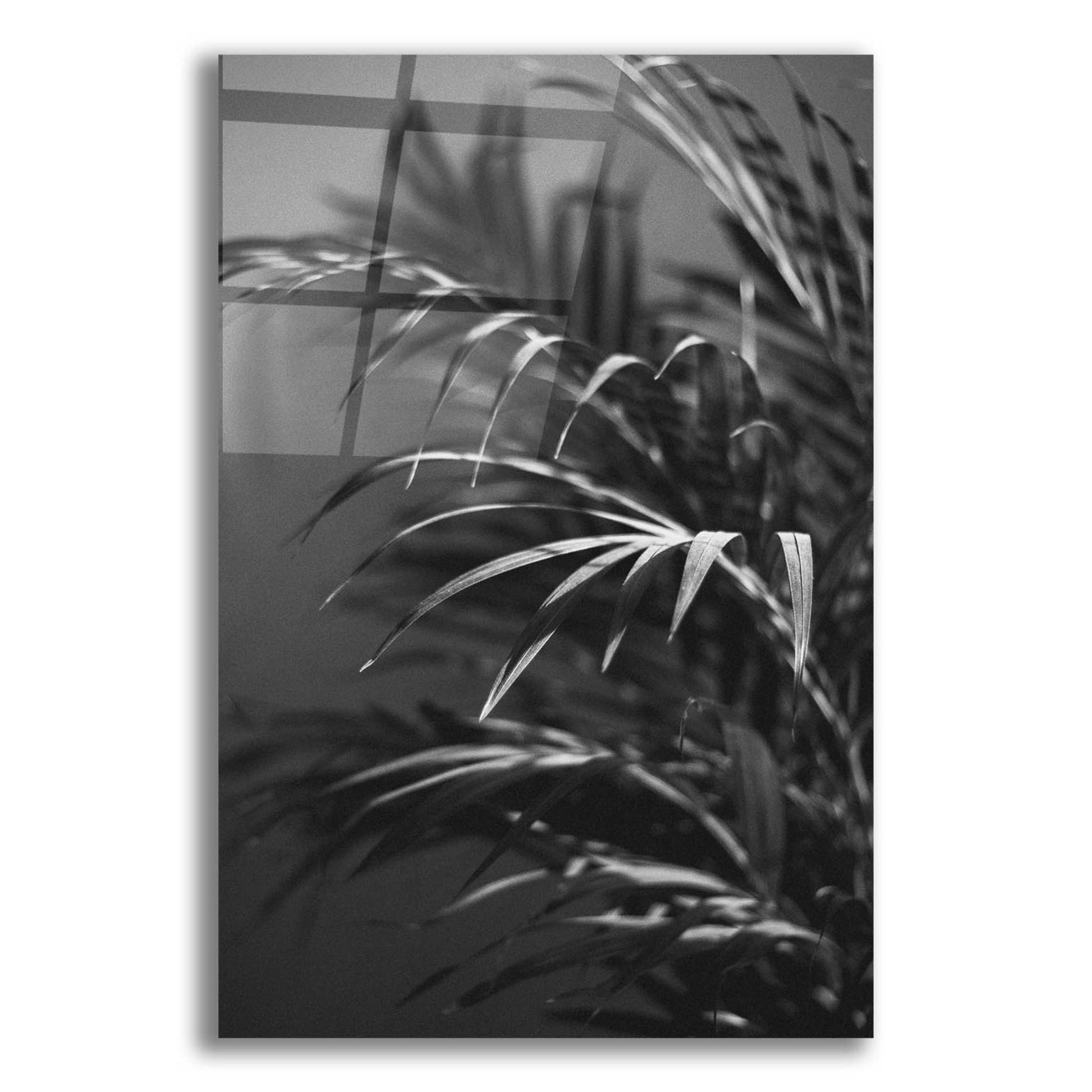 Epic Art 'Black Plant' by Design Fabrikken, Acrylic Glass Wall Art,12x16