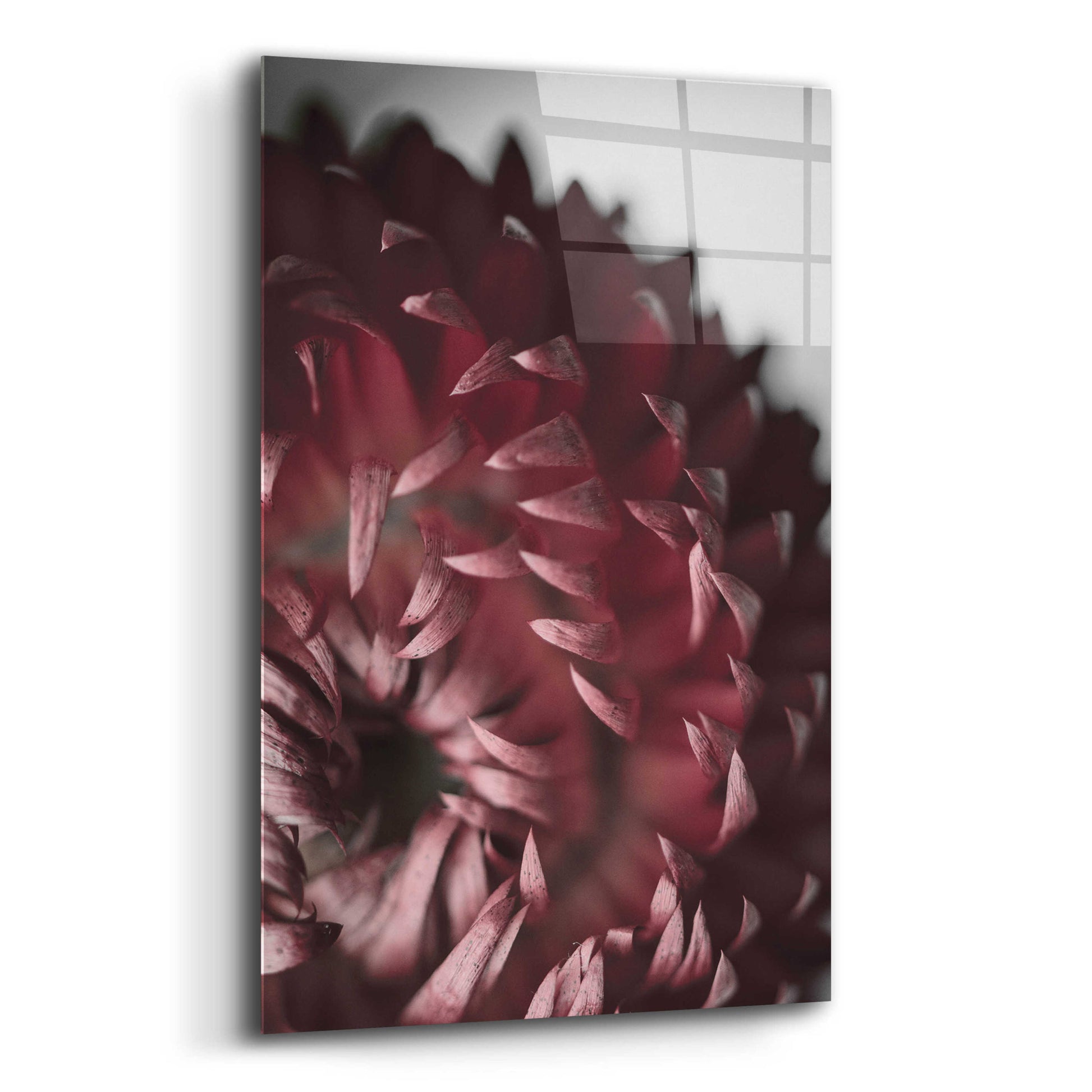 Epic Art 'Dahlia' by Design Fabrikken, Acrylic Glass Wall Art,12x16