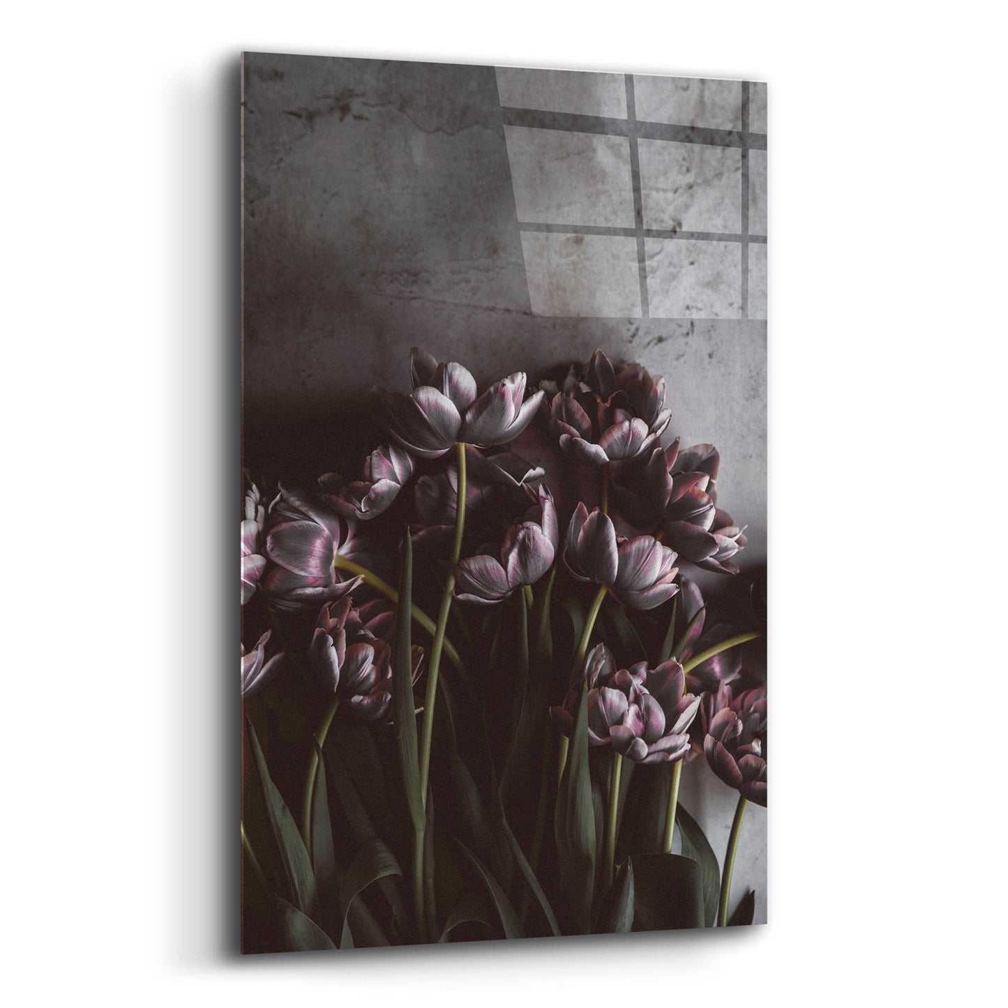 Epic Art 'Dark Tulips' by Design Fabrikken, Acrylic Glass Wall Art,12x16