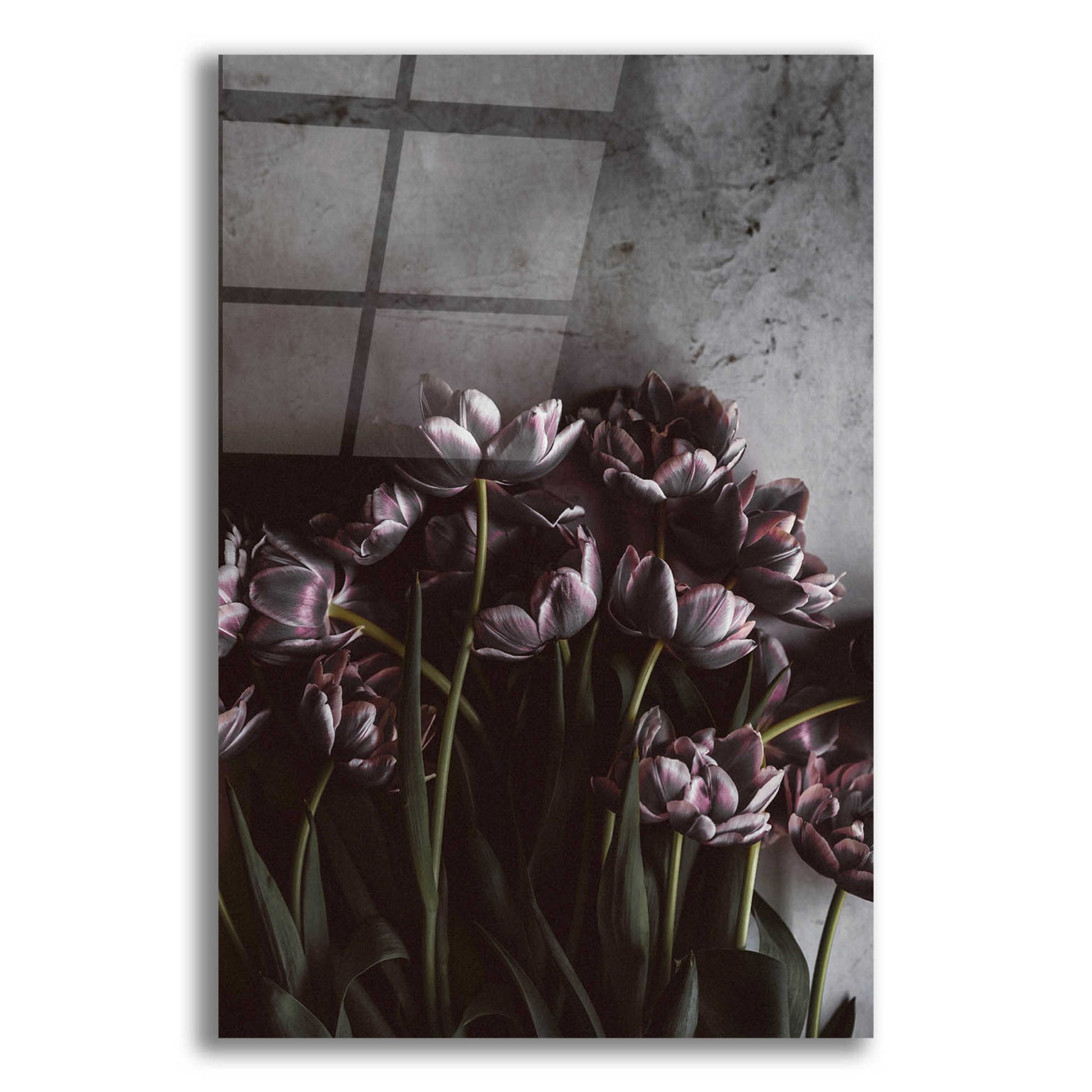 Epic Art 'Dark Tulips' by Design Fabrikken, Acrylic Glass Wall Art,12x16