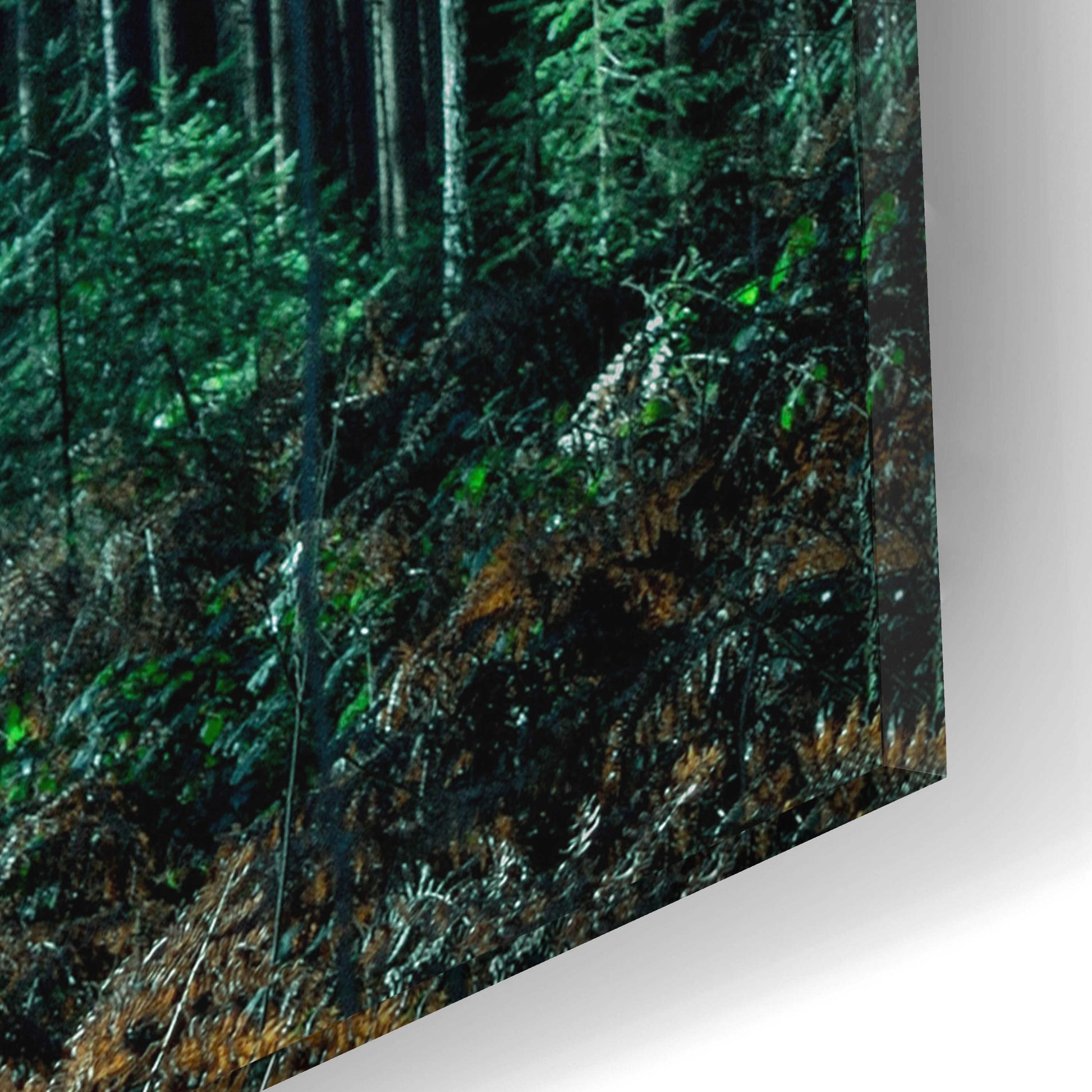 Epic Art 'Deep Green' by Design Fabrikken, Acrylic Glass Wall Art,12x16