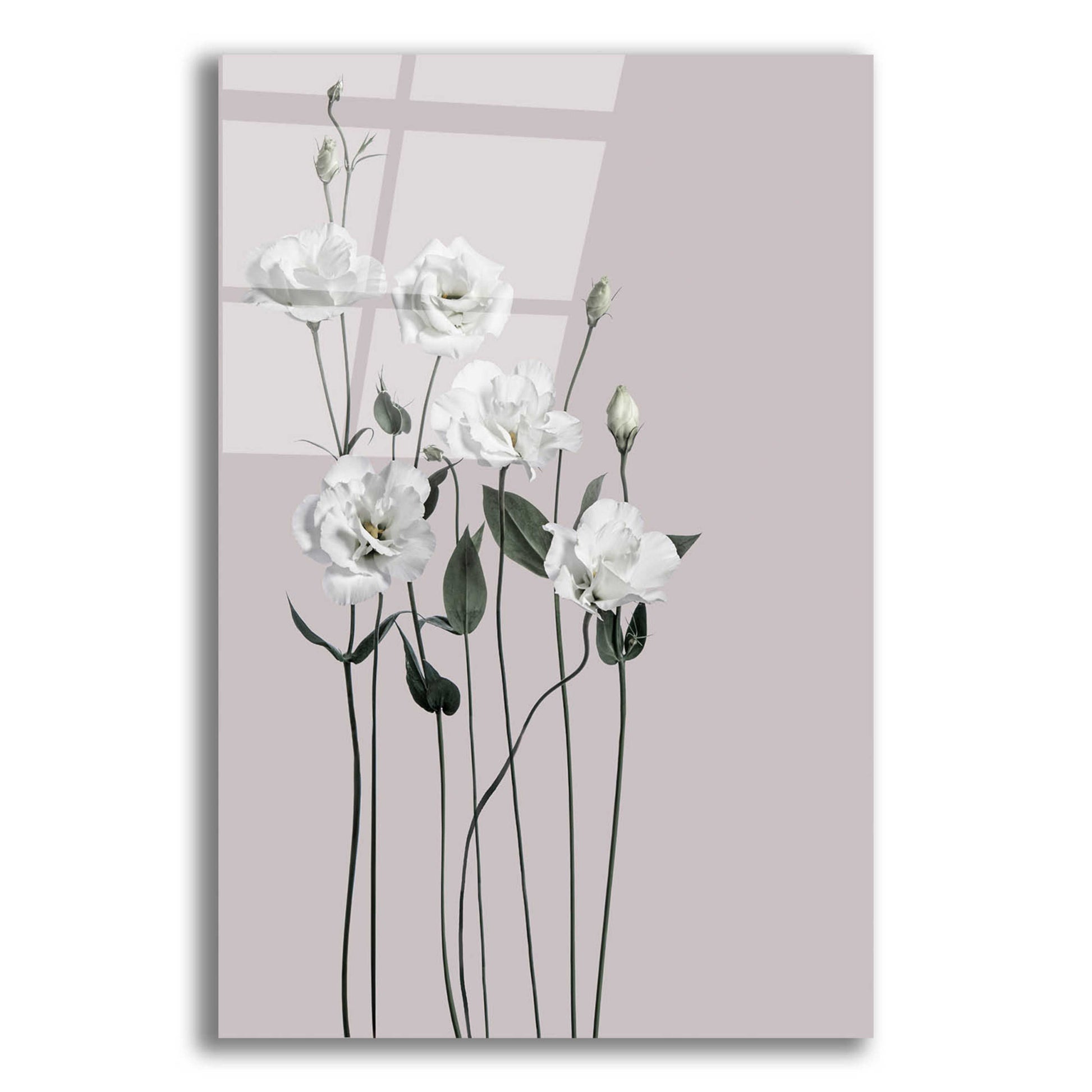 Epic Art 'Flower 1' by Design Fabrikken, Acrylic Glass Wall Art,12x16