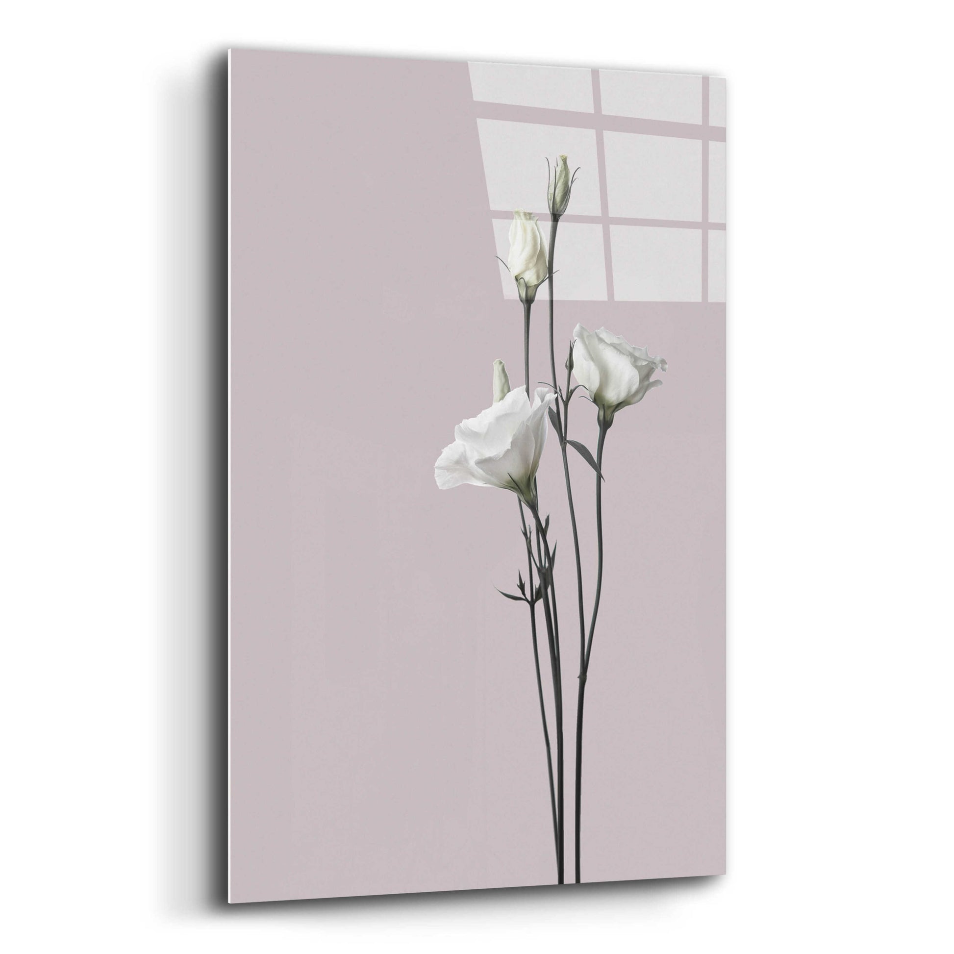 Epic Art 'Flower 2' by Design Fabrikken, Acrylic Glass Wall Art,12x16