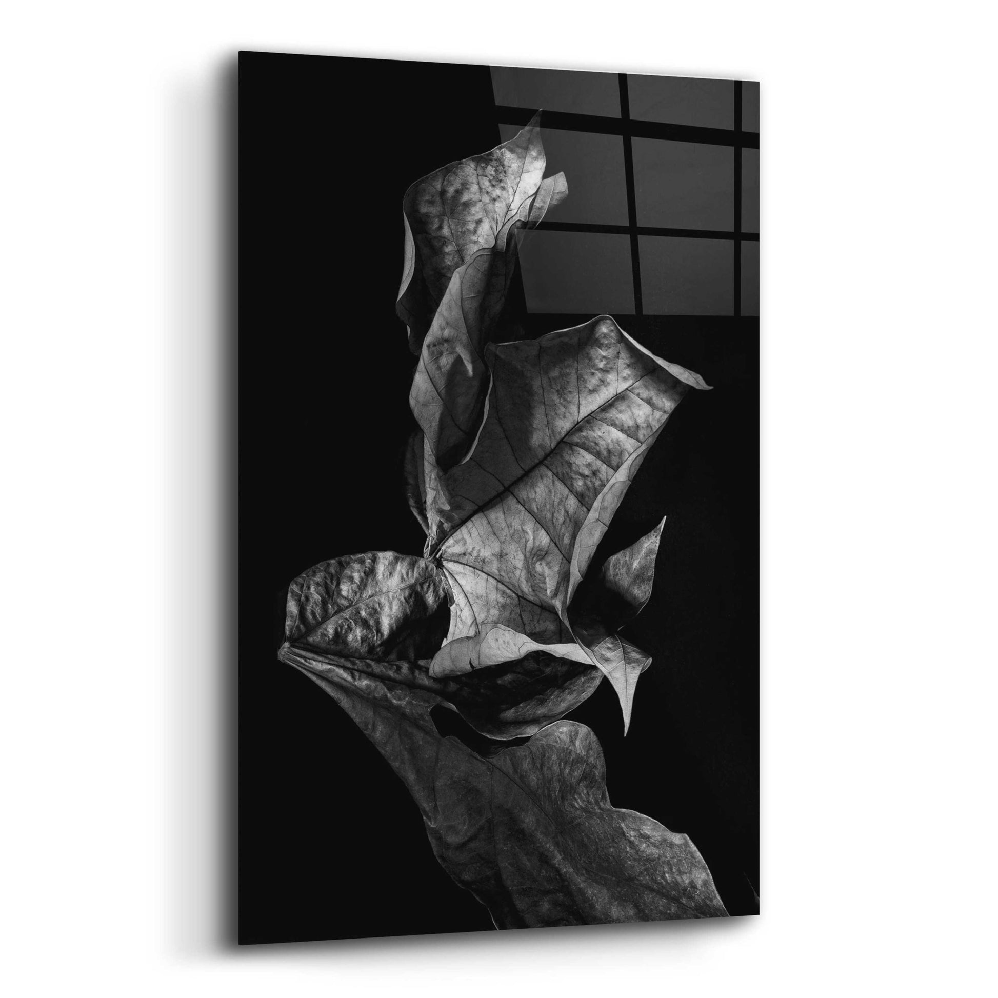 Epic Art 'Leaf Composition Dark' by Design Fabrikken, Acrylic Glass Wall Art,12x16