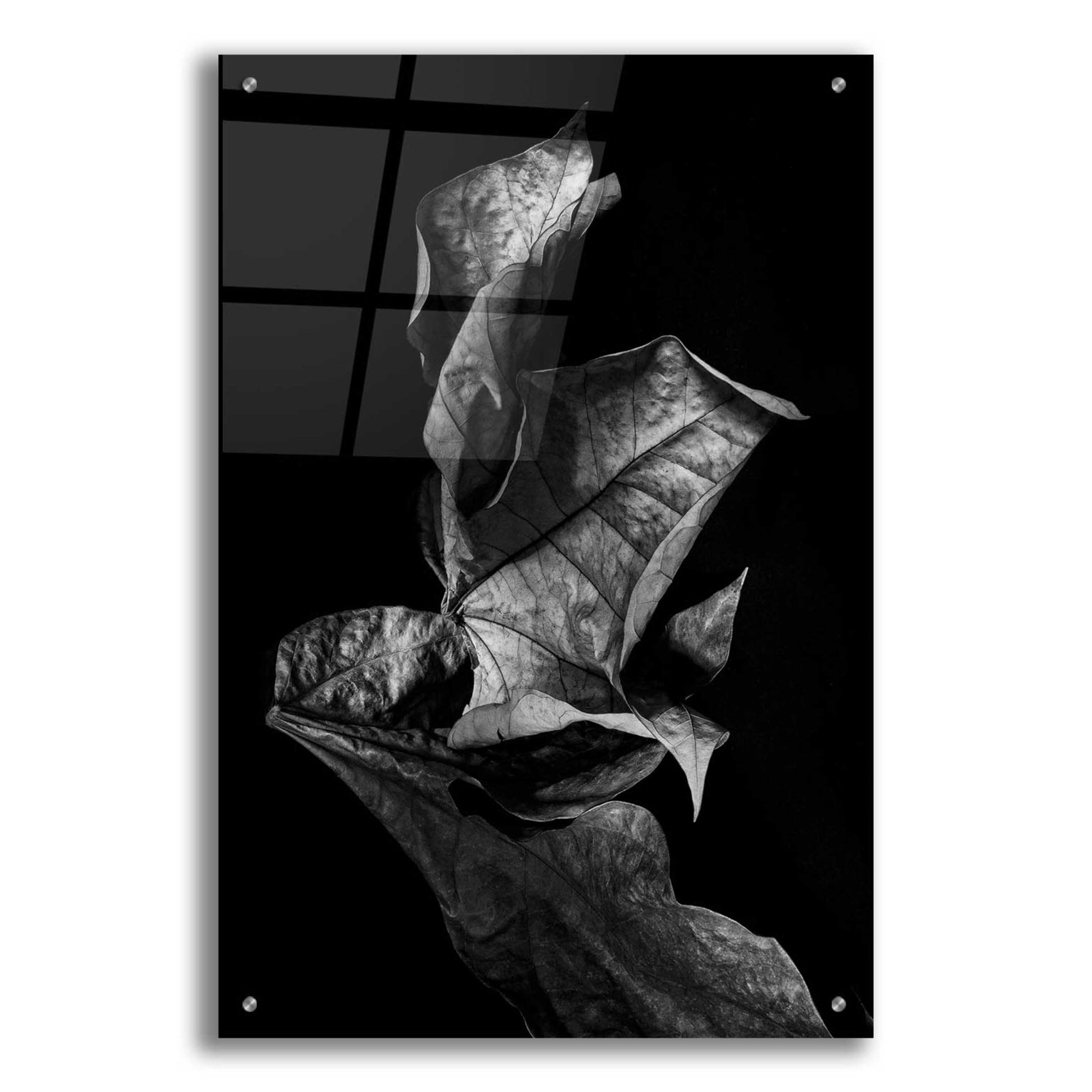 Epic Art 'Leaf Composition Dark' by Design Fabrikken, Acrylic Glass Wall Art,24x36