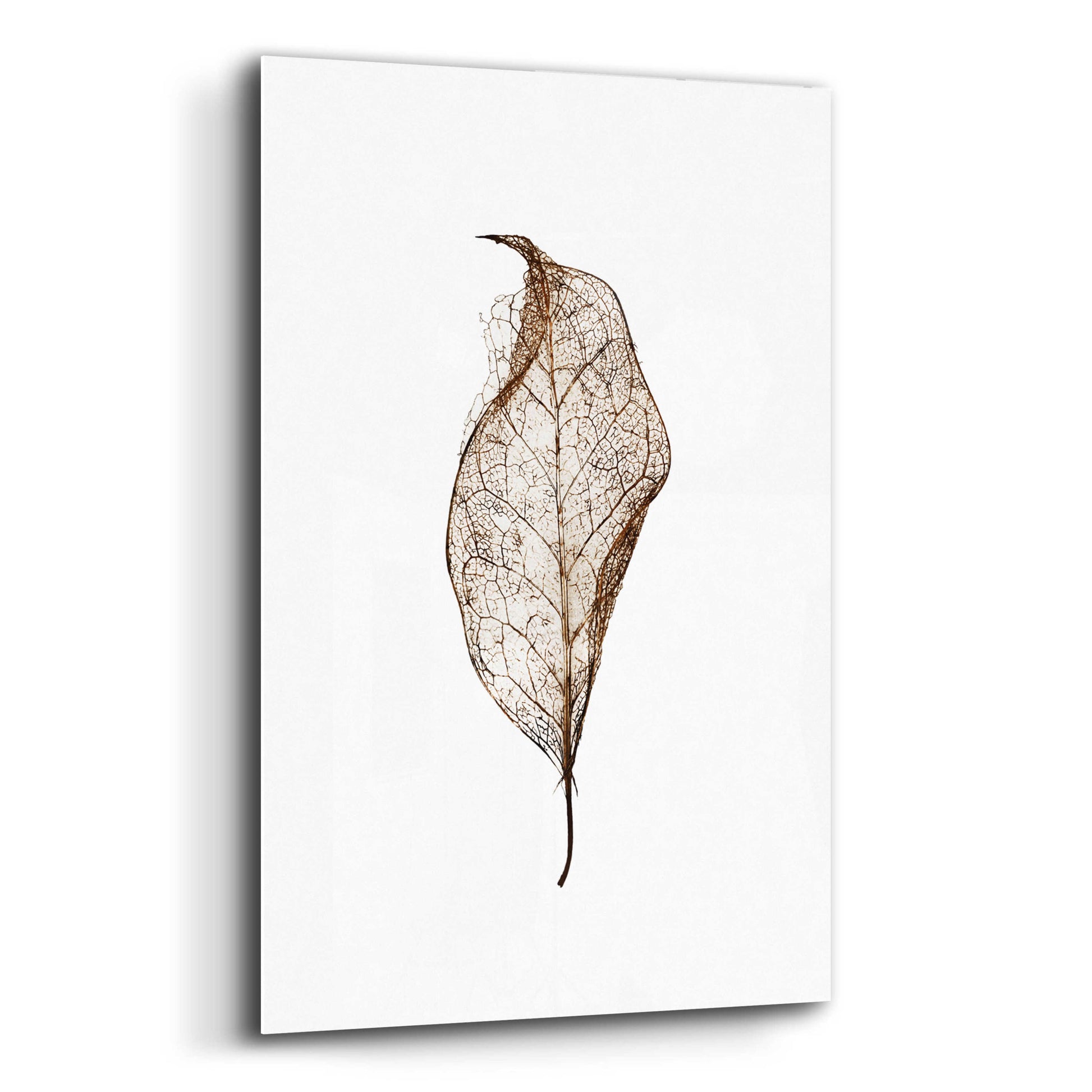 Epic Art 'Leaf' by Design Fabrikken, Acrylic Glass Wall Art,12x16