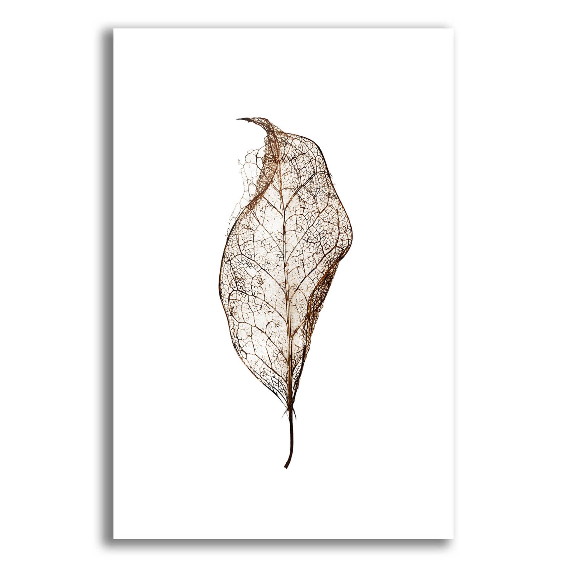 Epic Art 'Leaf' by Design Fabrikken, Acrylic Glass Wall Art,12x16