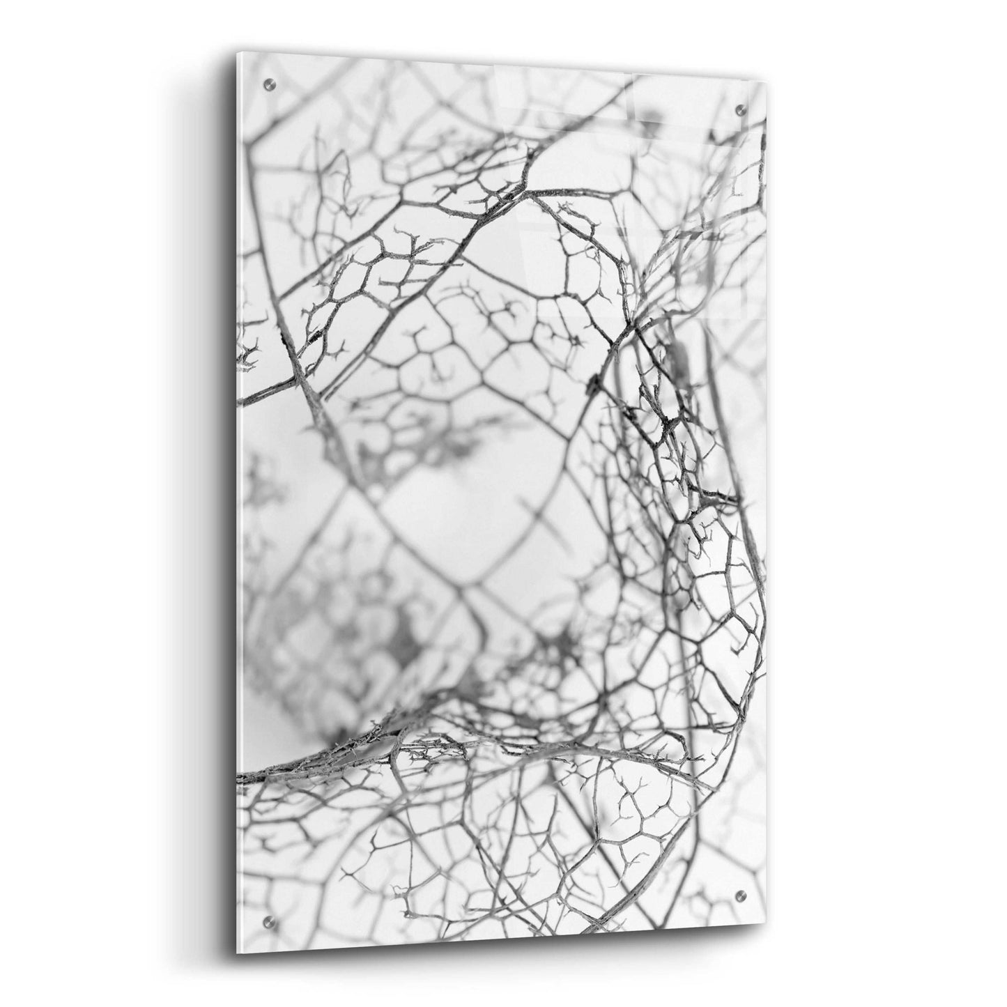 Epic Art 'Leaf Skeleton BW' by Design Fabrikken, Acrylic Glass Wall Art,24x36