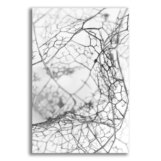 Epic Art 'Leaf Skeleton BW' by Design Fabrikken, Acrylic Glass Wall Art