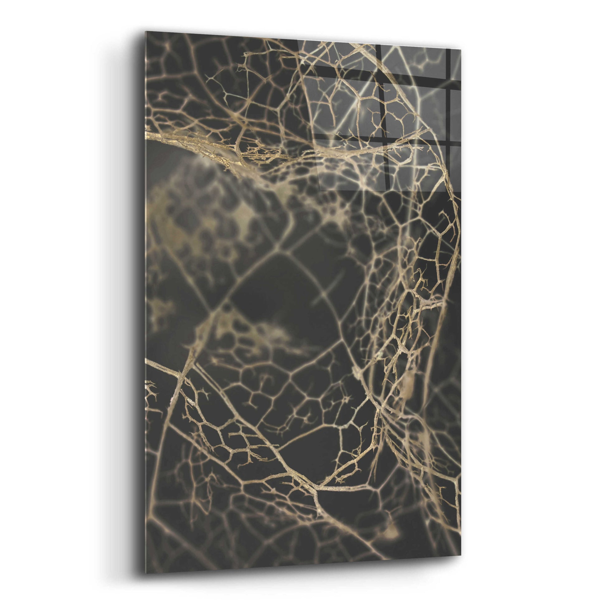 Epic Art 'Leaf Skeleton Dark' by Design Fabrikken, Acrylic Glass Wall Art,12x16