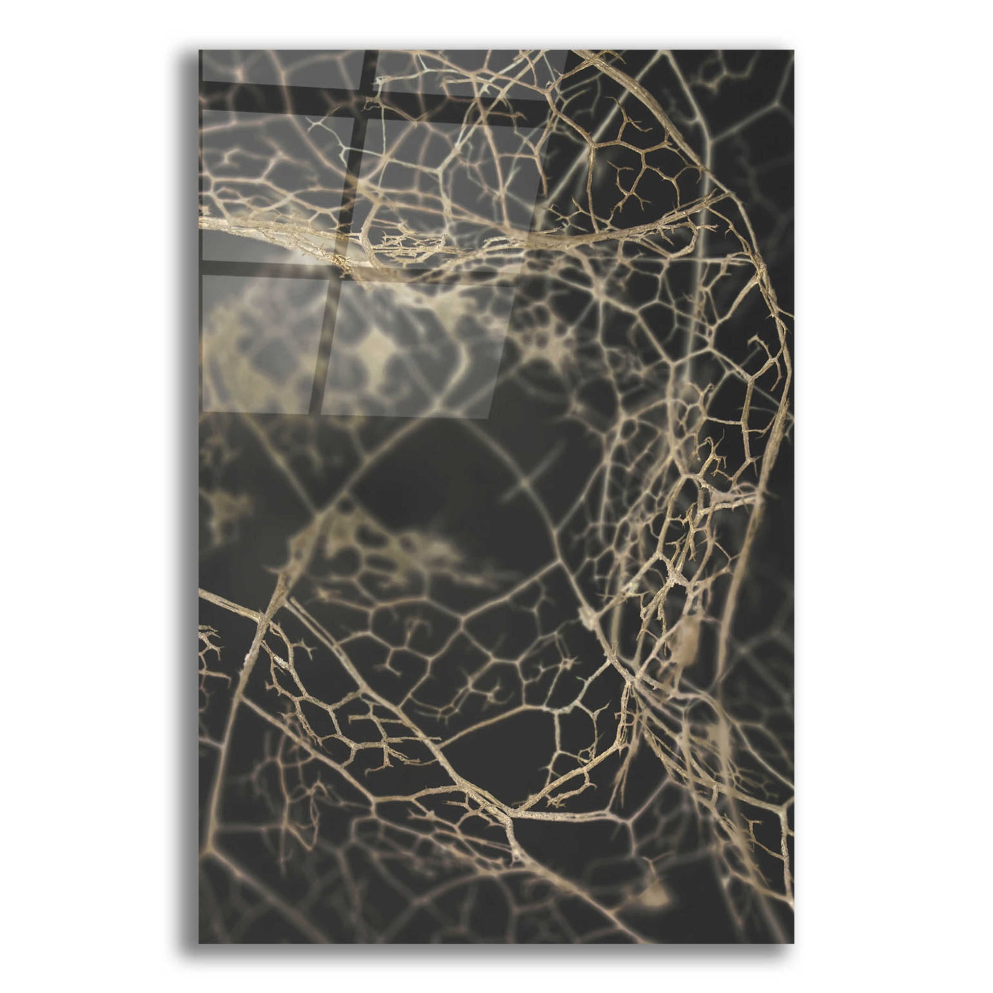 Epic Art 'Leaf Skeleton Dark' by Design Fabrikken, Acrylic Glass Wall Art,12x16