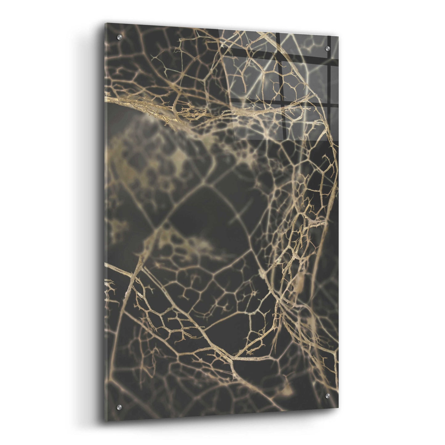 Epic Art 'Leaf Skeleton Dark' by Design Fabrikken, Acrylic Glass Wall Art,24x36