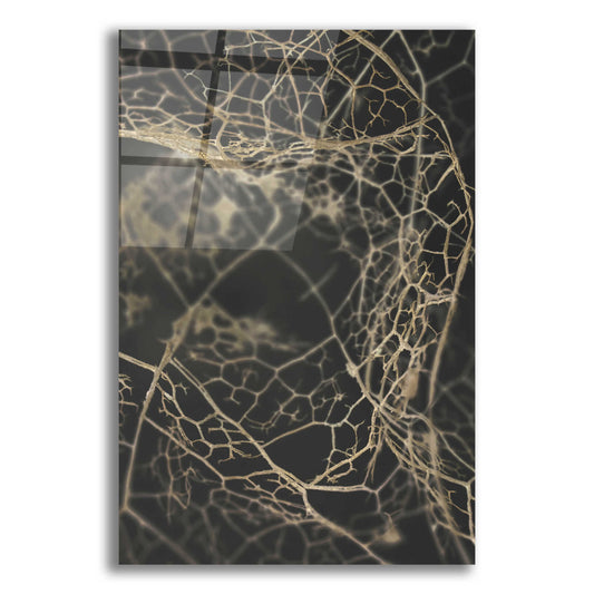 Epic Art 'Leaf Skeleton Dark' by Design Fabrikken, Acrylic Glass Wall Art