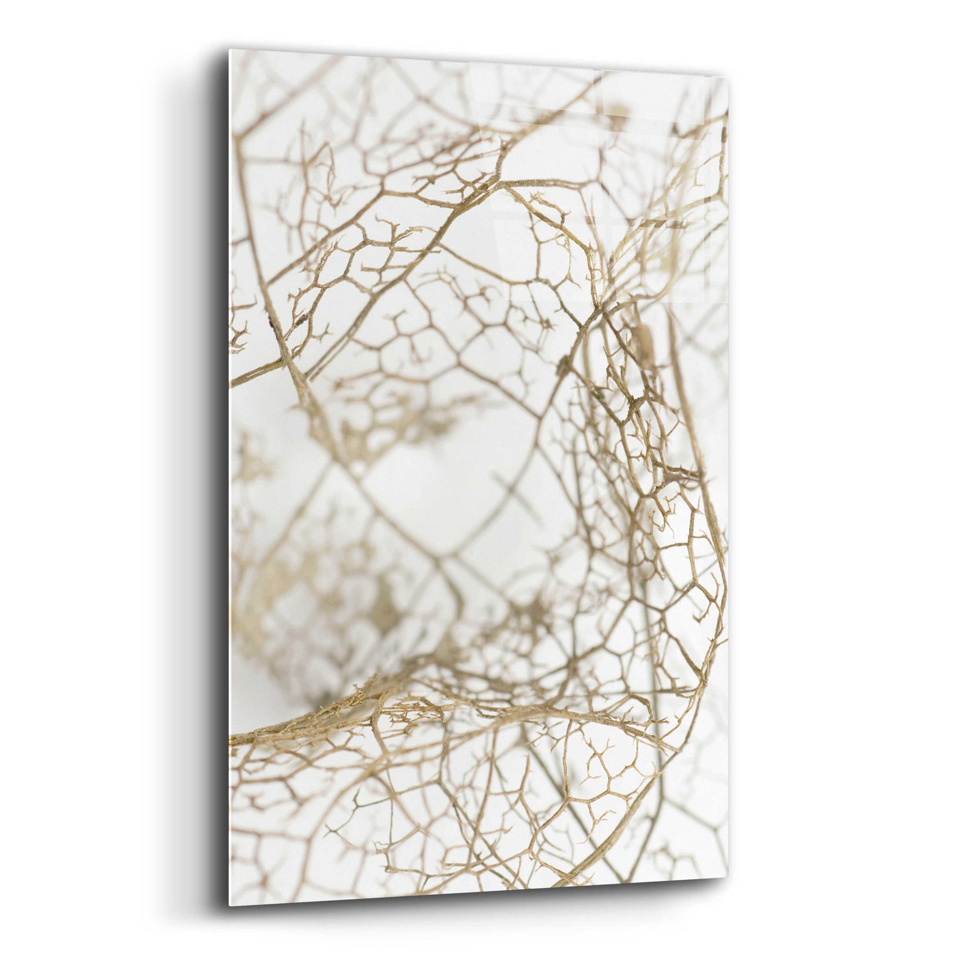 Epic Art 'Leaf Skeleton' by Design Fabrikken, Acrylic Glass Wall Art,12x16