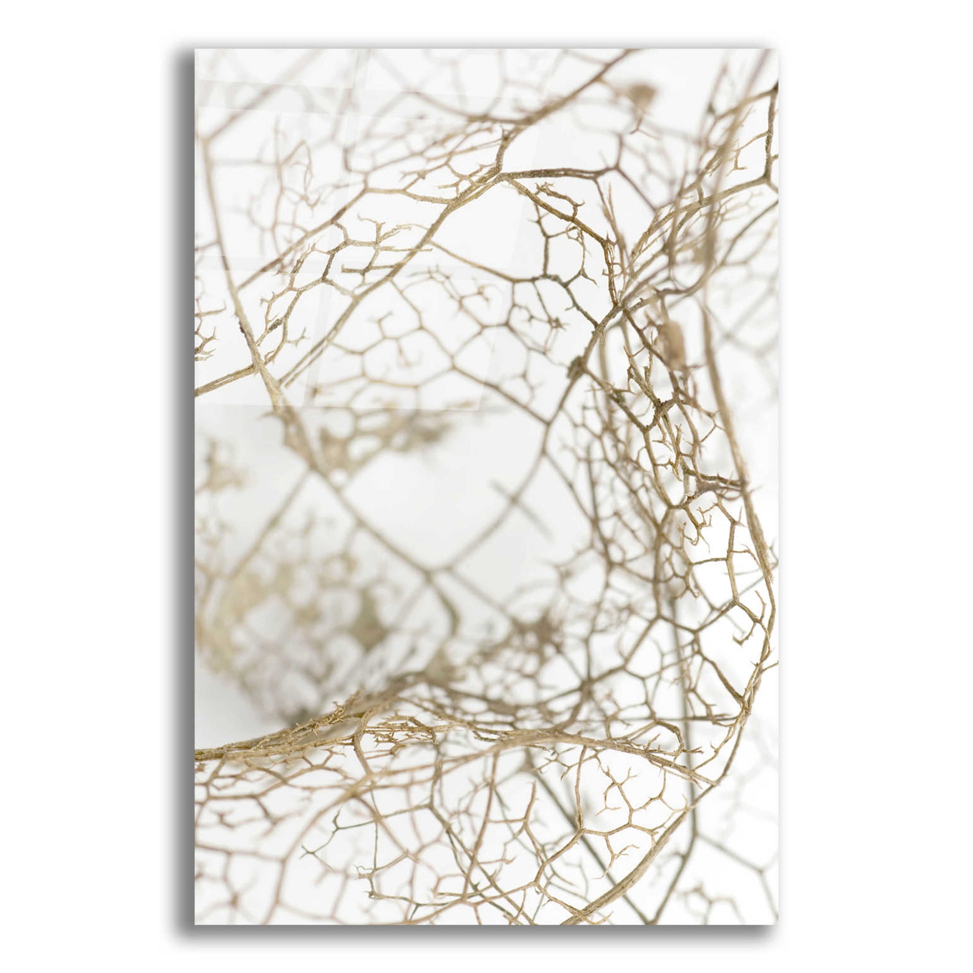 Epic Art 'Leaf Skeleton' by Design Fabrikken, Acrylic Glass Wall Art,12x16