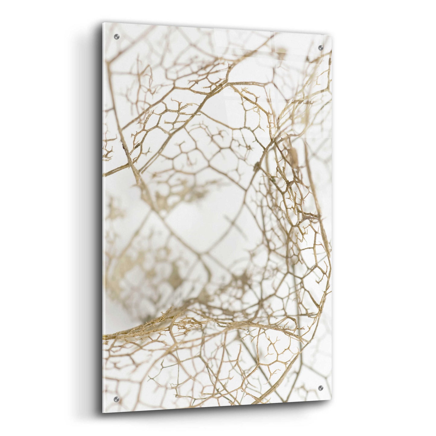 Epic Art 'Leaf Skeleton' by Design Fabrikken, Acrylic Glass Wall Art,24x36