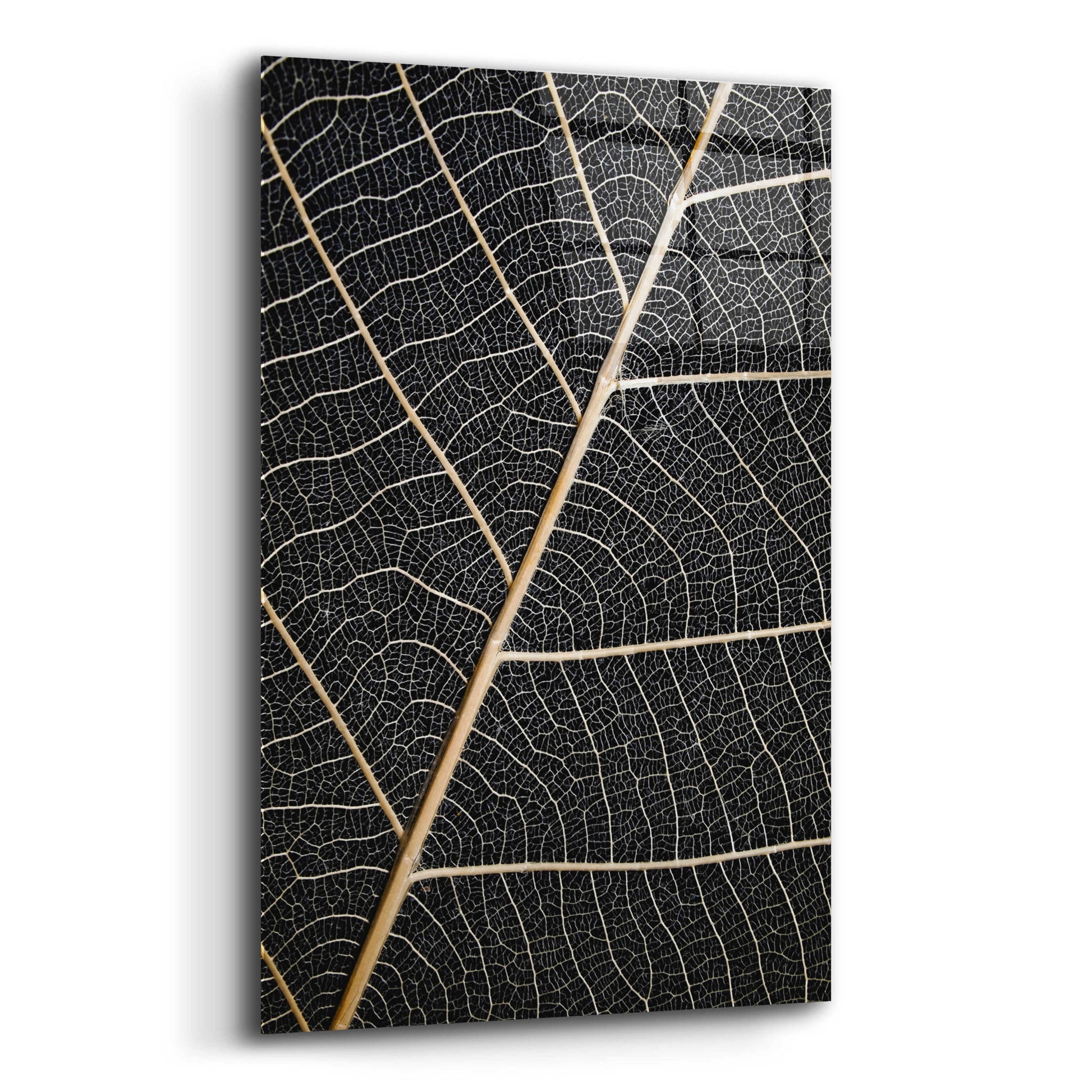 Epic Art 'Leaf Veins' by Design Fabrikken, Acrylic Glass Wall Art,12x16