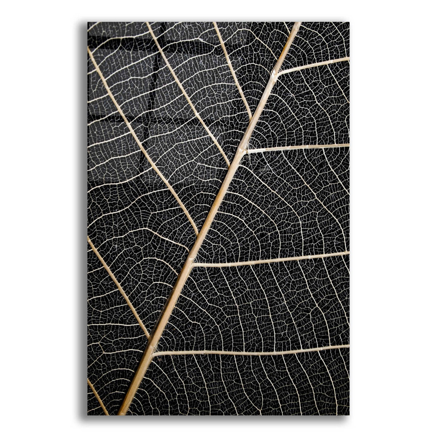 Epic Art 'Leaf Veins' by Design Fabrikken, Acrylic Glass Wall Art,12x16