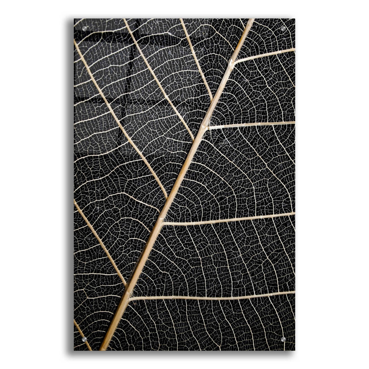 Epic Art 'Leaf Veins' by Design Fabrikken, Acrylic Glass Wall Art,24x36