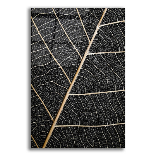 Epic Art 'Leaf Veins' by Design Fabrikken, Acrylic Glass Wall Art