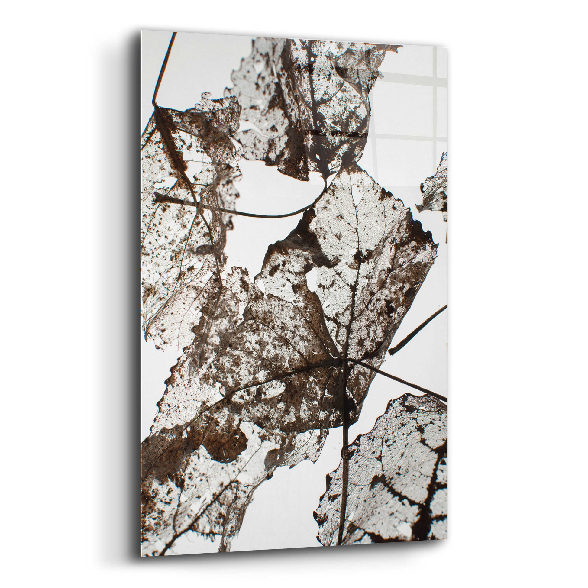 Epic Art 'Leaves' by Design Fabrikken, Acrylic Glass Wall Art,12x16