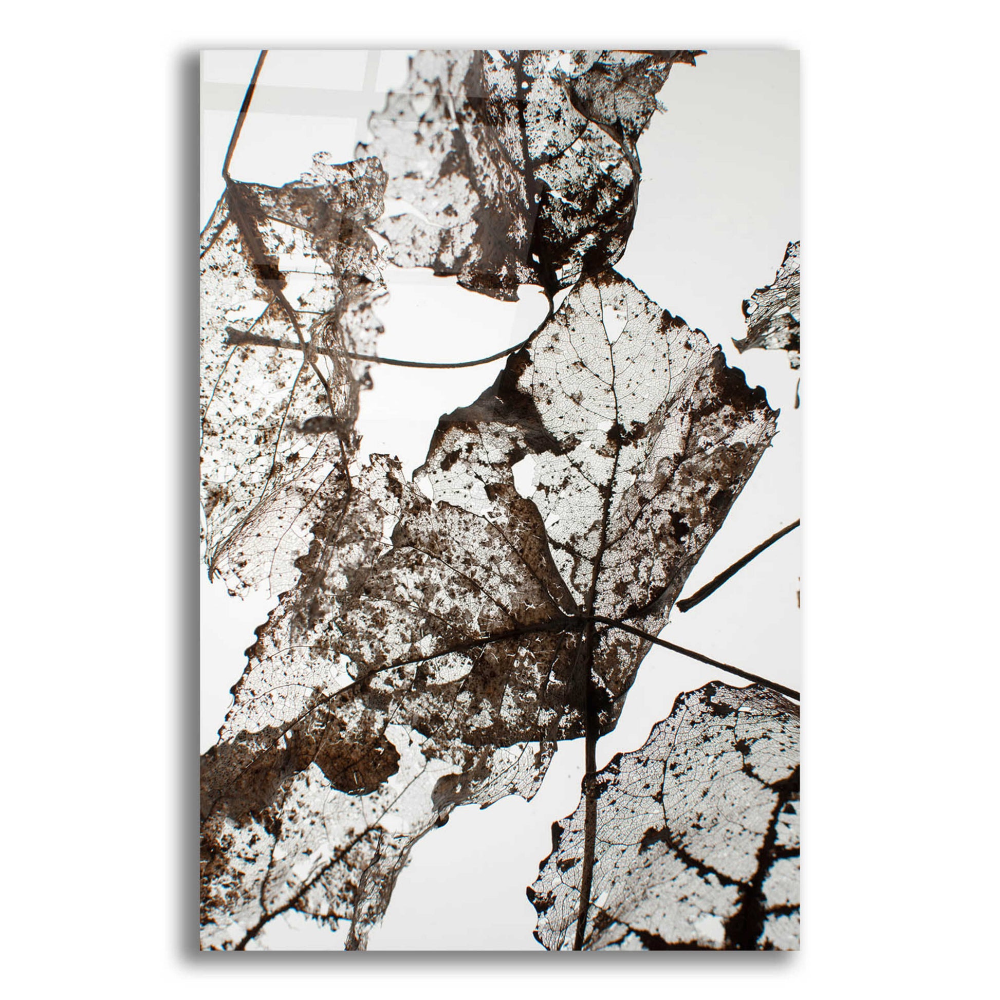 Epic Art 'Leaves' by Design Fabrikken, Acrylic Glass Wall Art,12x16