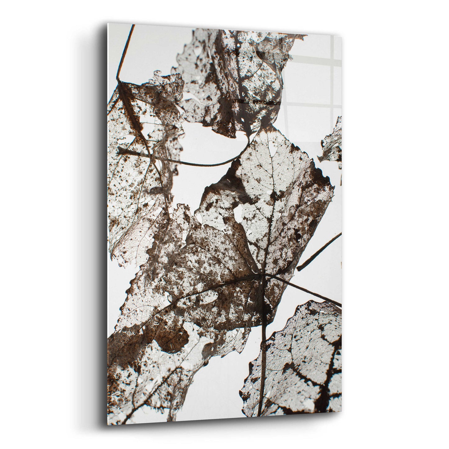 Epic Art 'Leaves' by Design Fabrikken, Acrylic Glass Wall Art,16x24