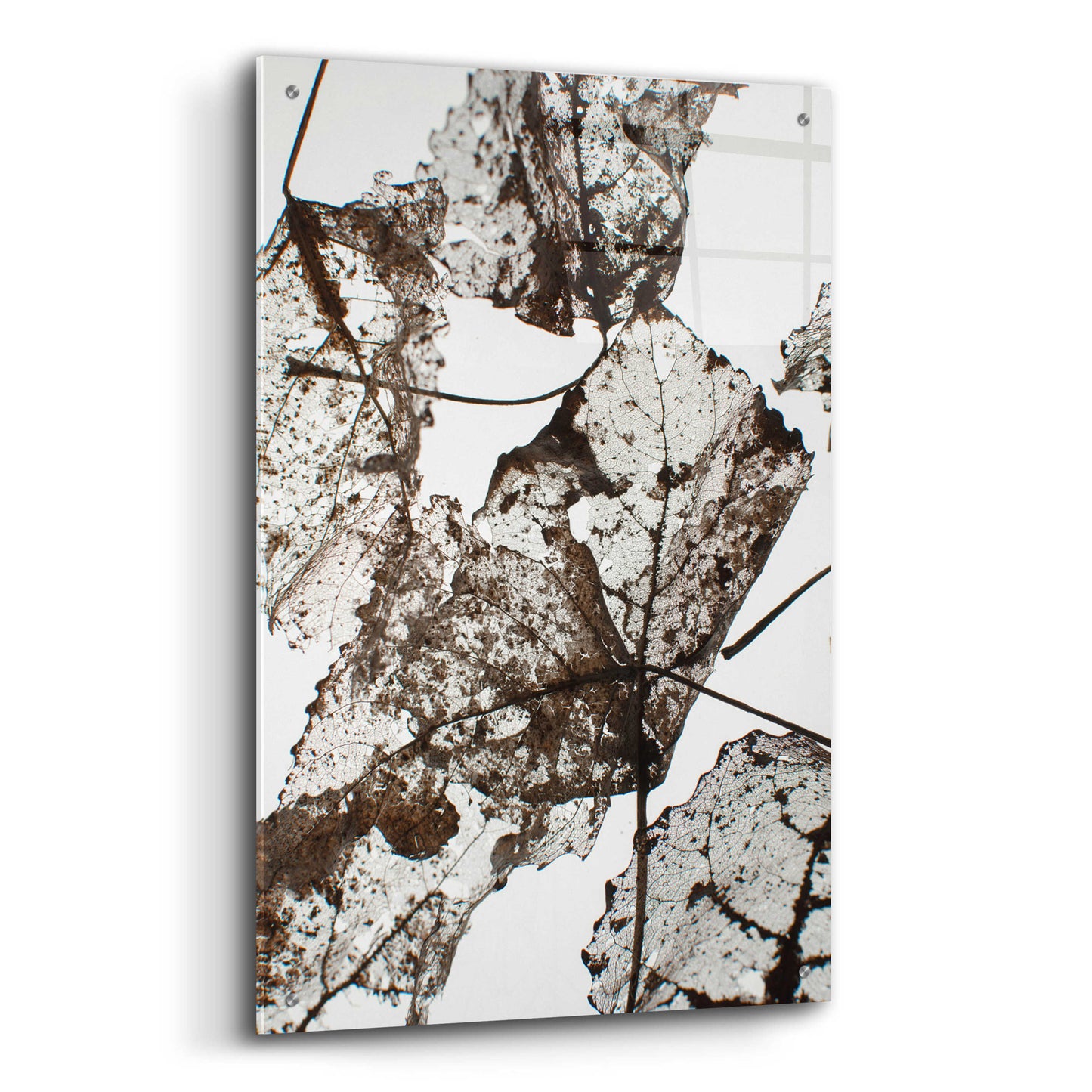 Epic Art 'Leaves' by Design Fabrikken, Acrylic Glass Wall Art,24x36