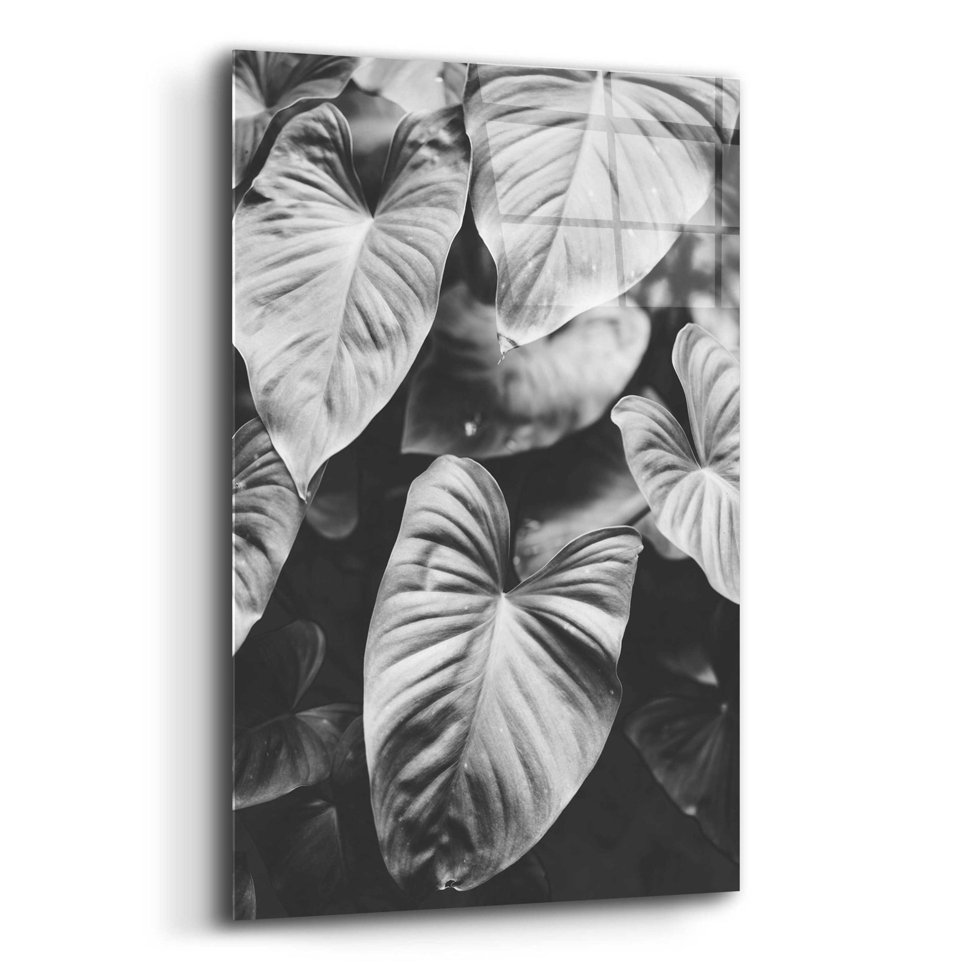 Epic Art 'Leaves of Grey' by Design Fabrikken, Acrylic Glass Wall Art,12x16