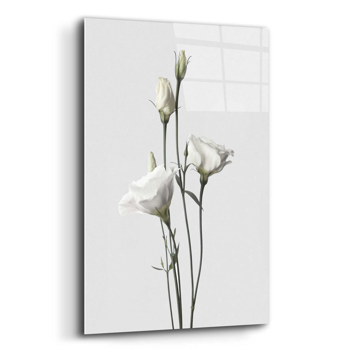 Epic Art 'Lisianthus White' by Design Fabrikken, Acrylic Glass Wall Art,12x16