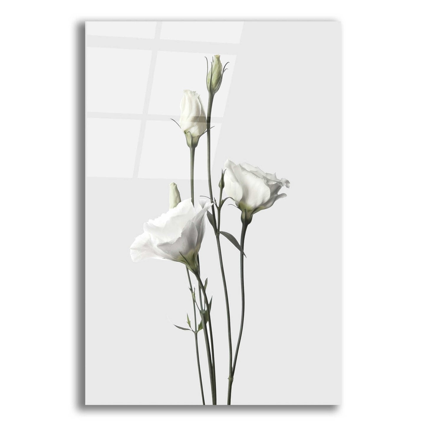 Epic Art 'Lisianthus White' by Design Fabrikken, Acrylic Glass Wall Art,12x16