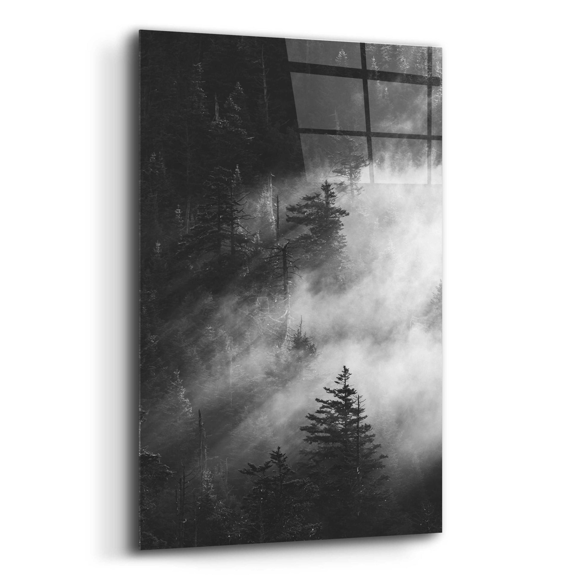 Epic Art 'Misty Pine Woods' by Design Fabrikken, Acrylic Glass Wall Art,12x16