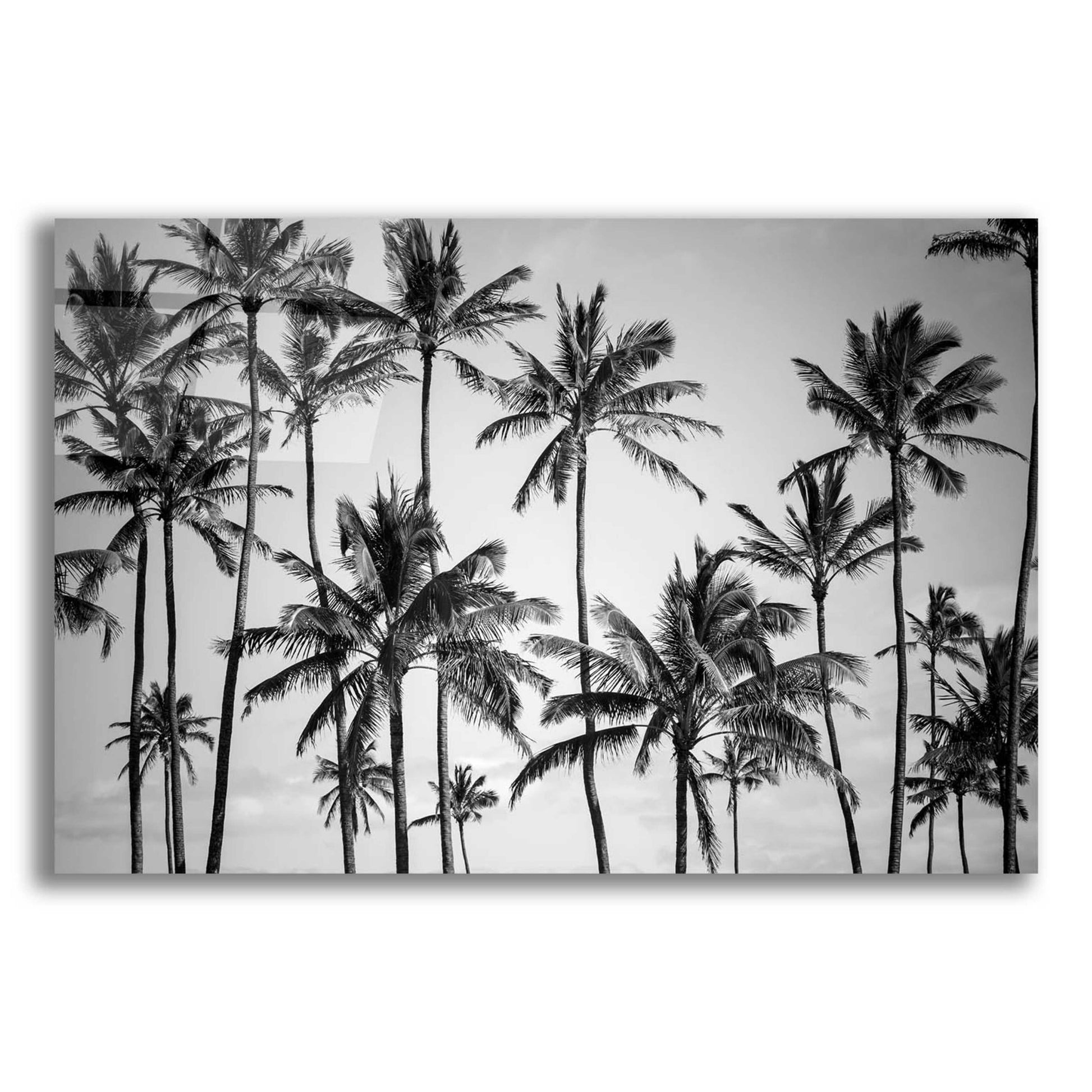 Epic Art 'Palm Heaven' by Design Fabrikken, Acrylic Glass Wall Art,16x12