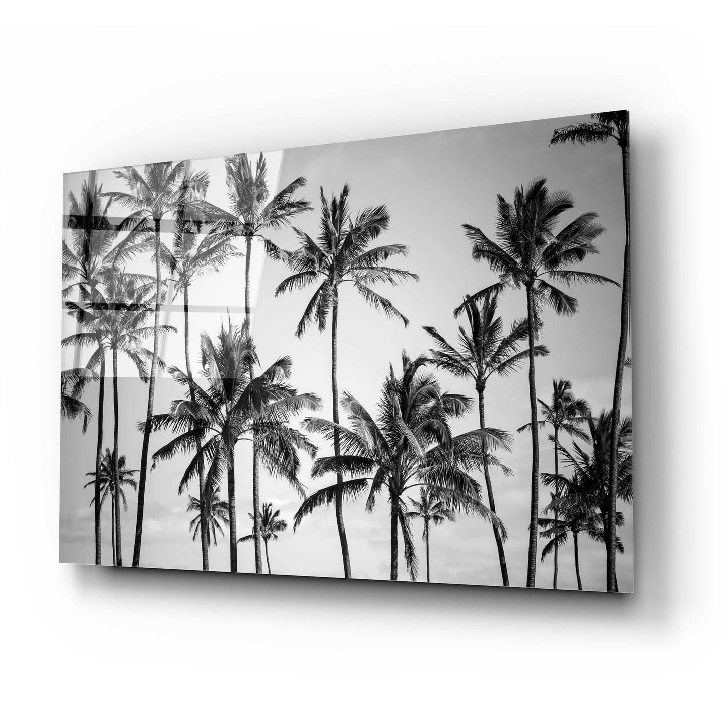 Epic Art 'Palm Heaven' by Design Fabrikken, Acrylic Glass Wall Art,24x16